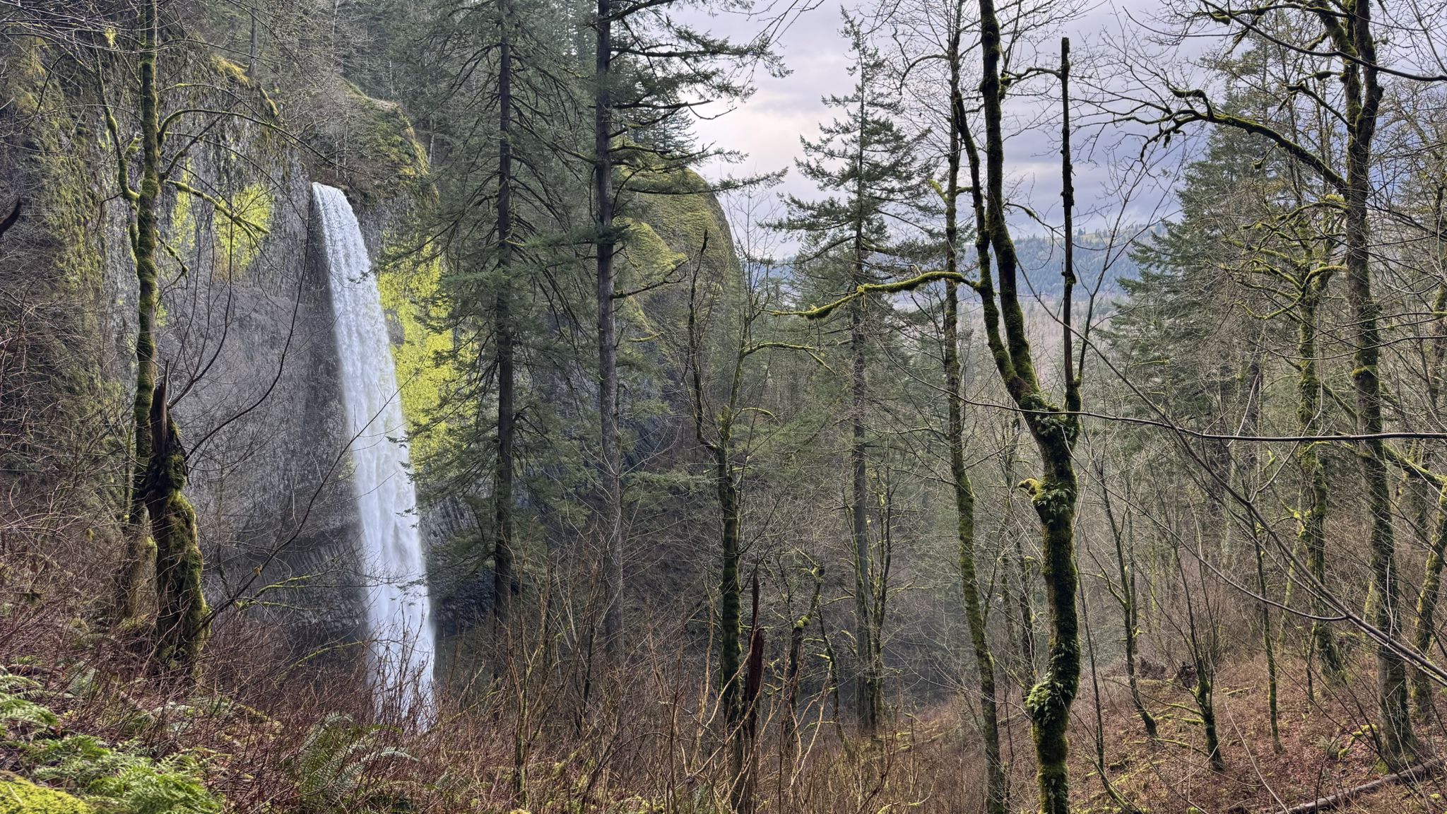 Waterfall cascades down a mossy cliff amidst bare and evergreen trees. - Latourell Falls Loop Trail