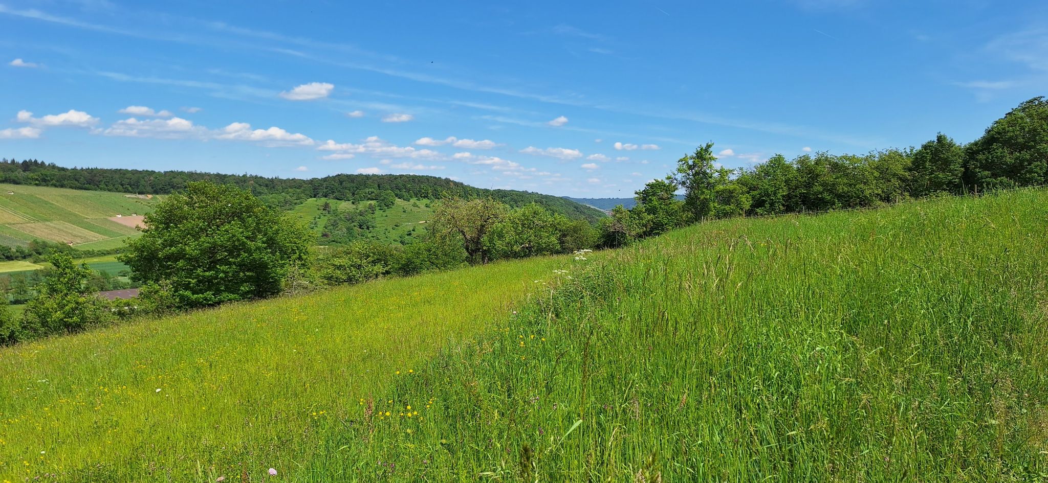 Blick ins Kirrbachtal