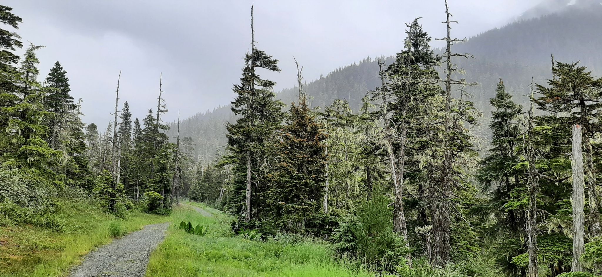 Gravel path winding through a dense, misty evergreen forest under overcast skies. - Treadwell Ditch Trail