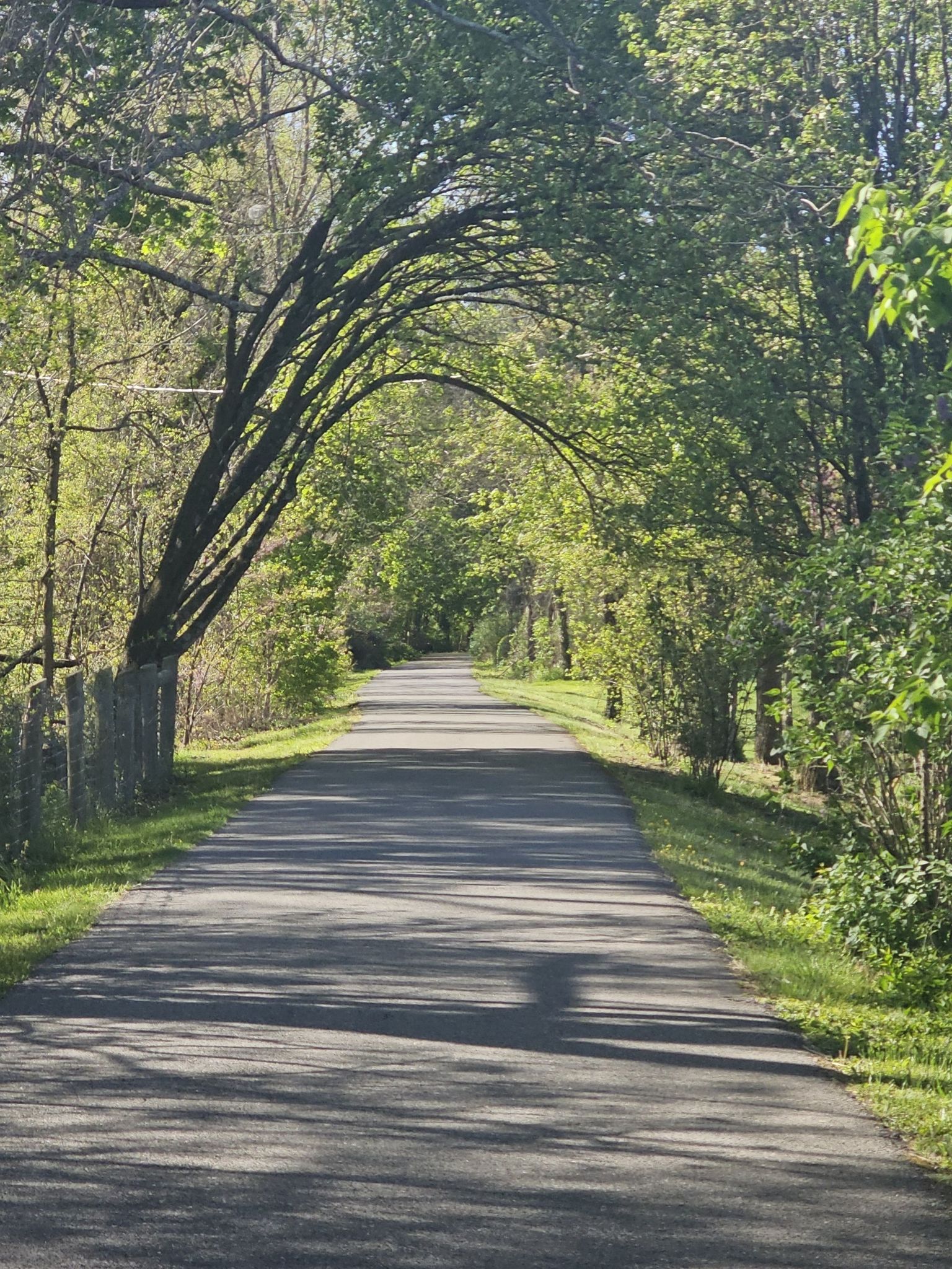 Paved path shaded by an arching tree canopy in a bright green forest. - Huckleberry Trail loop from Blacksburg