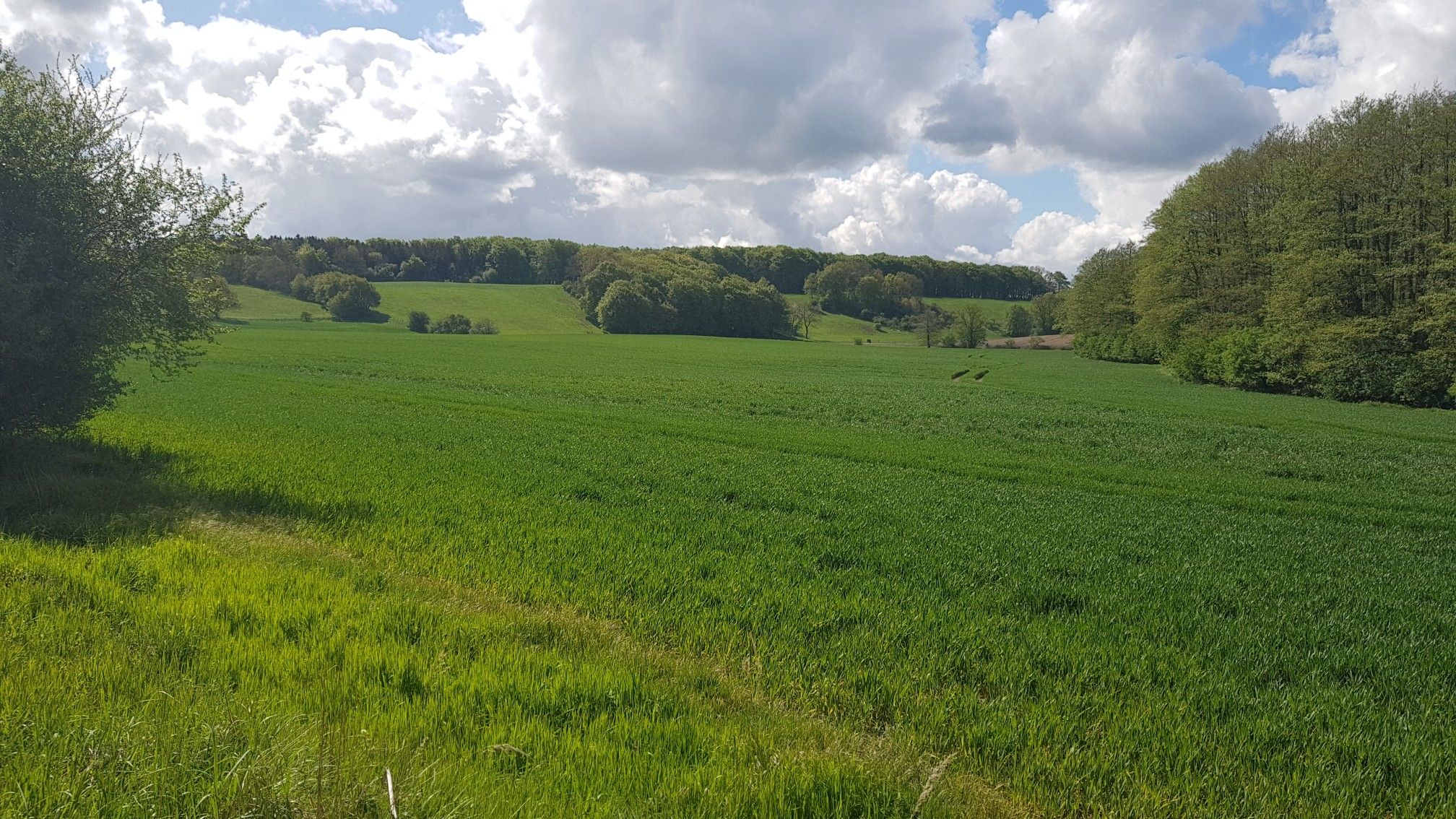 Grün