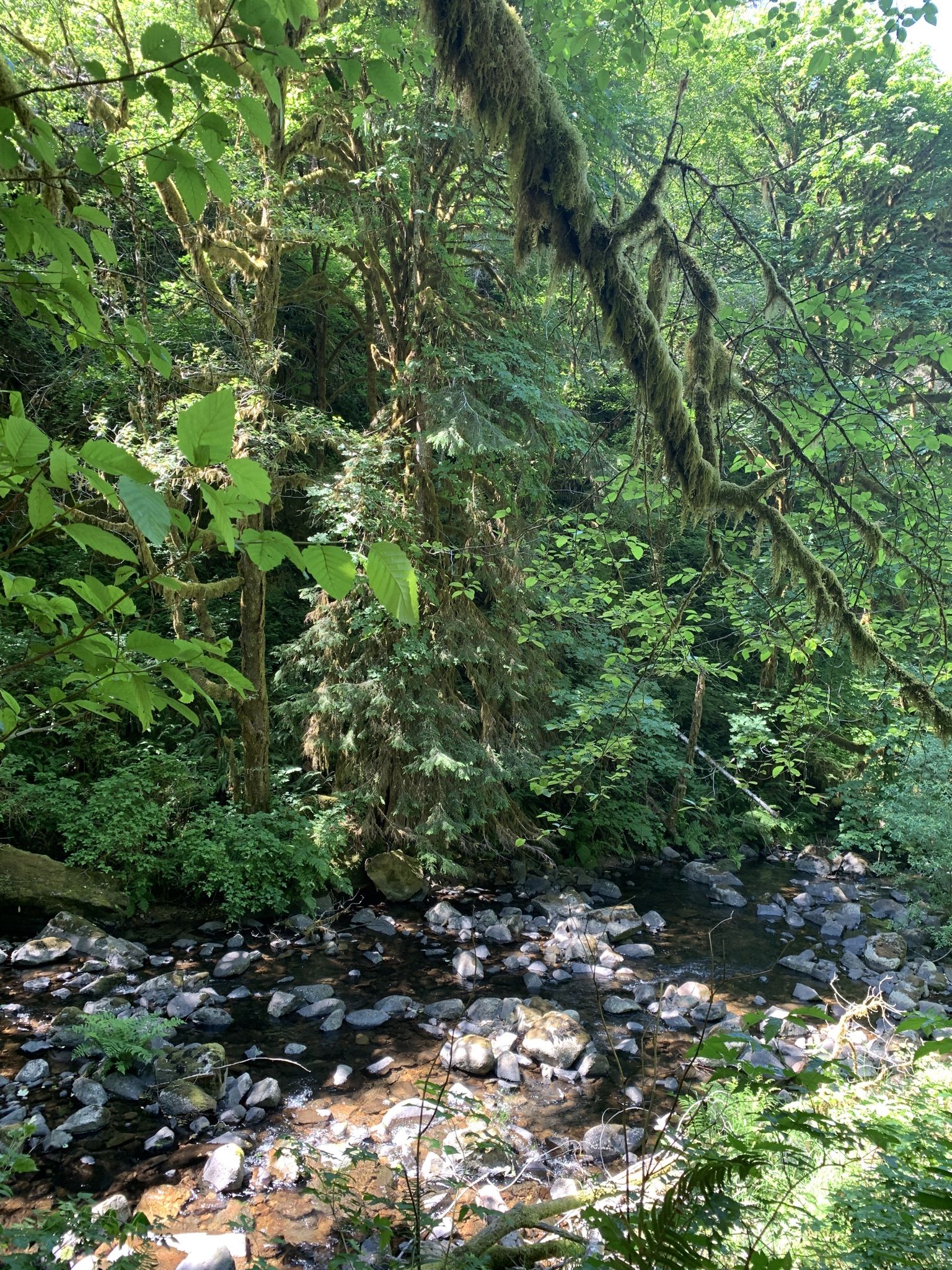Shallow, rocky stream flows through a dense, moss-covered forest in dappled light. - Sweet Creek Falls Trail