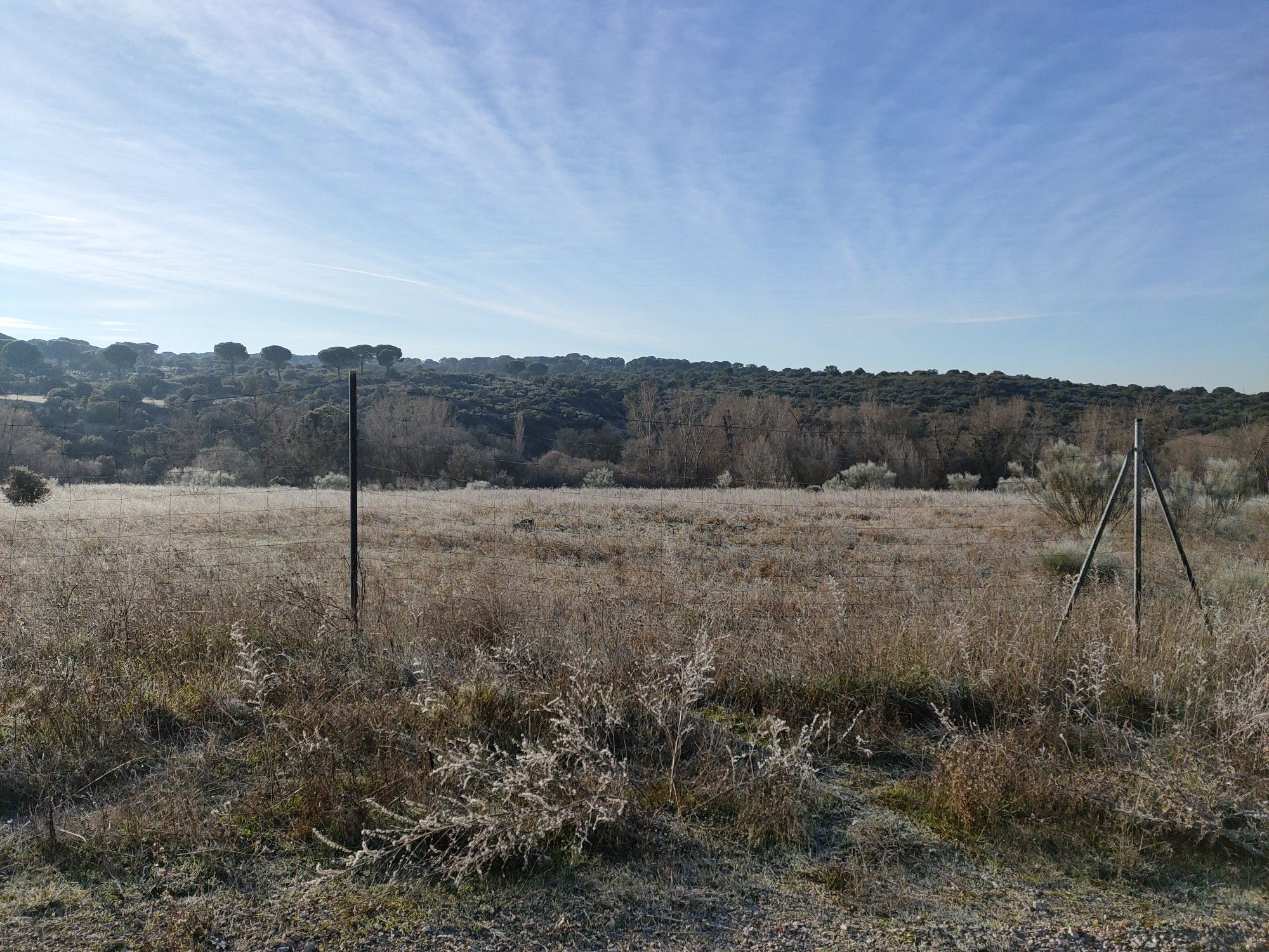 Pinar de Villaviciosa desde M501