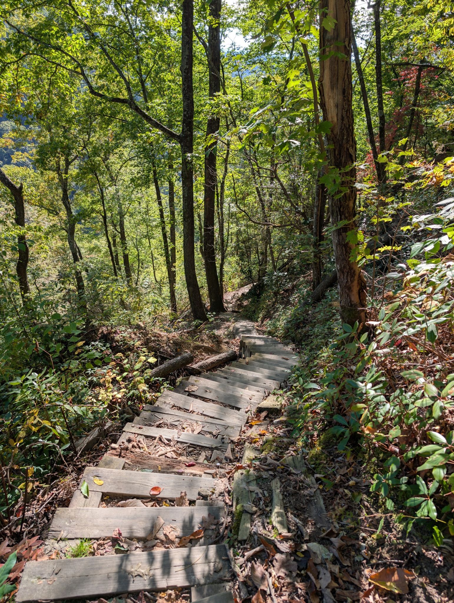 Wooden steps descending through a sun-dappled forest with green foliage. - Grassy Knob Loop
