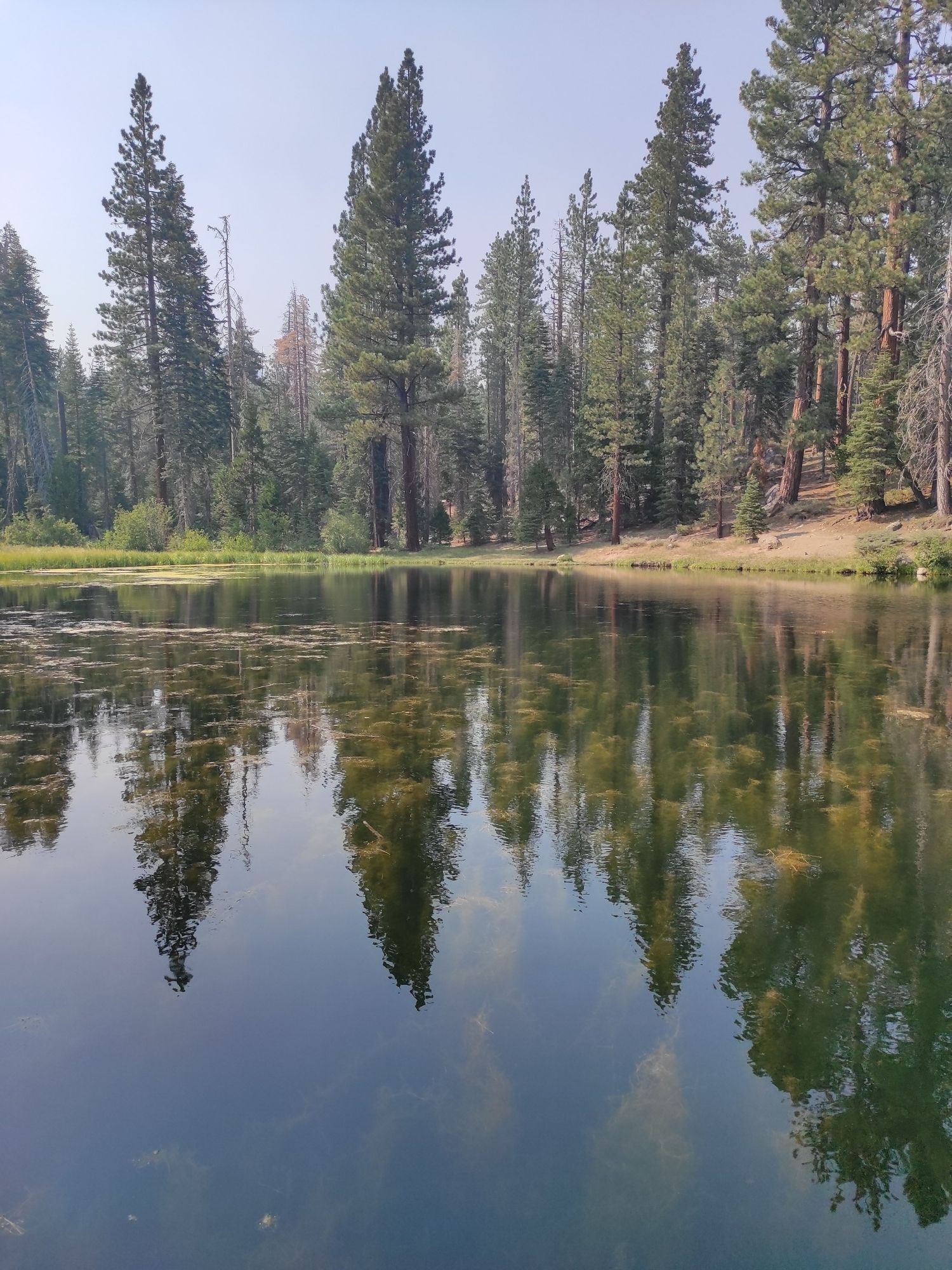Calm lake reflecting tall pine trees and green foliage under bright sky. - Dollar Reservoir Loop