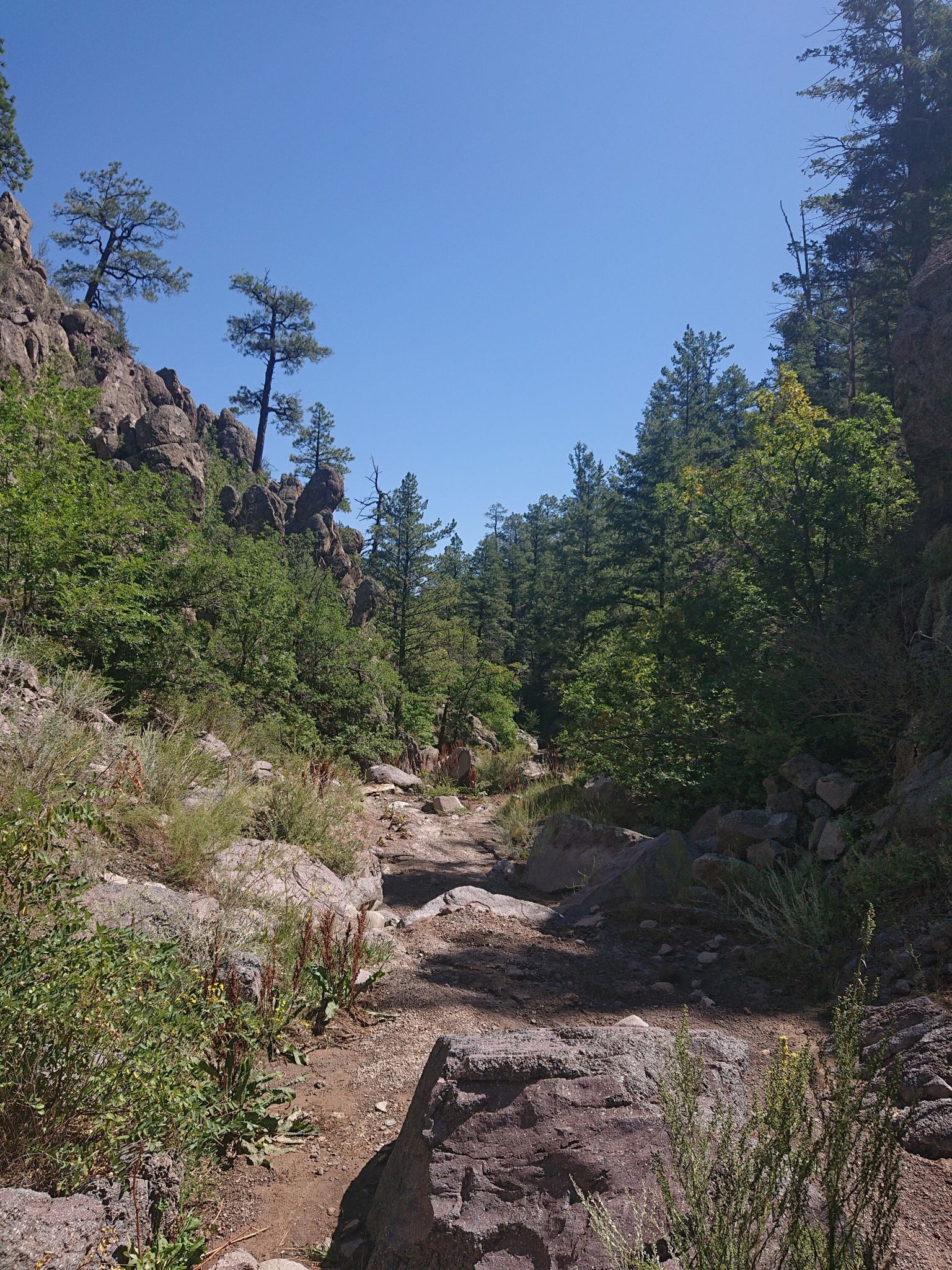 A dry, rocky creek bed winds through a sunny, tree-lined canyon. - Guaje Ridge/Perimeter Loop