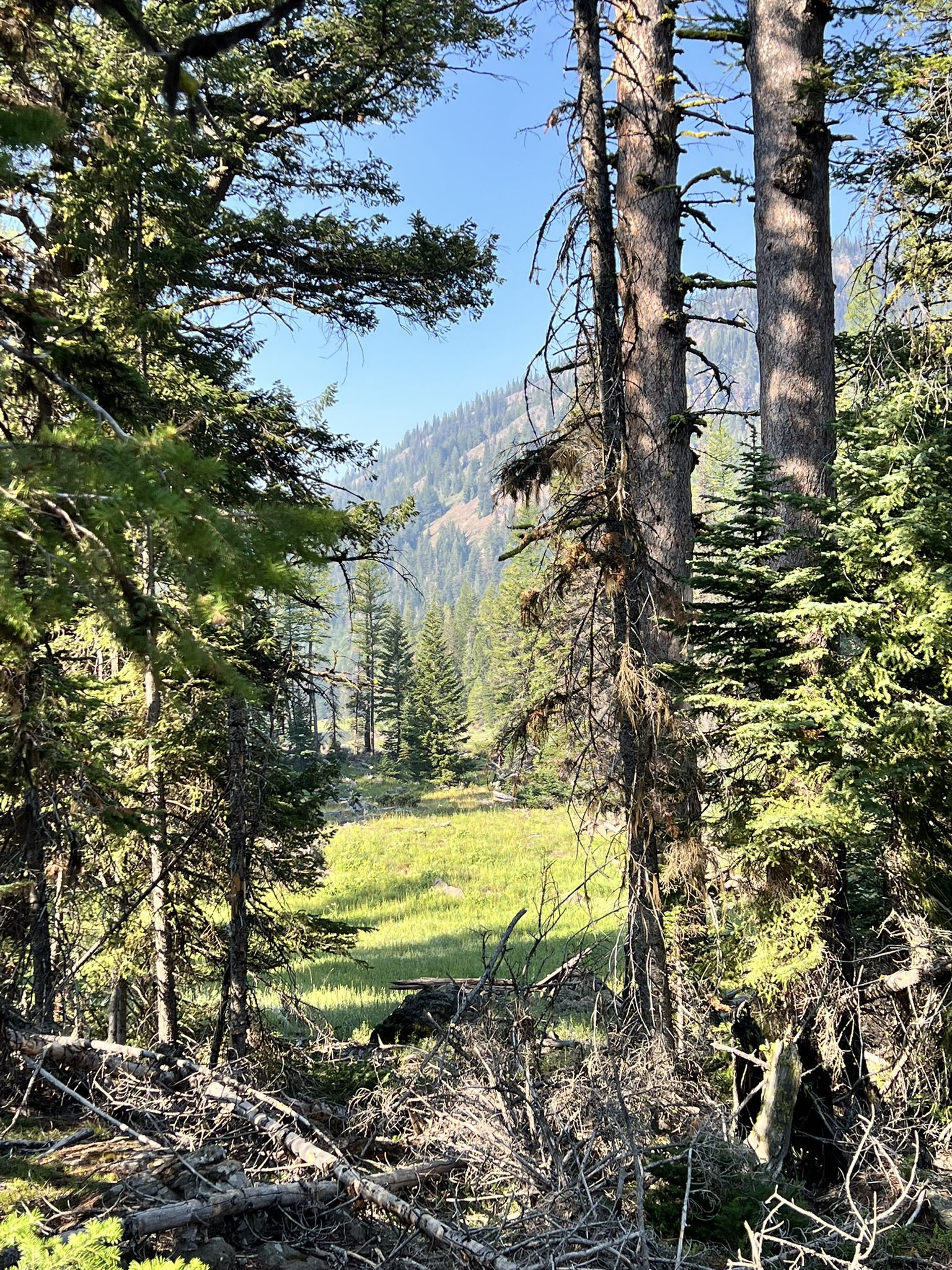 Dense forest framing a sunlit meadow with distant mountains under a clear sky. - Strawberry Lake loop from Strawberry Trailhead