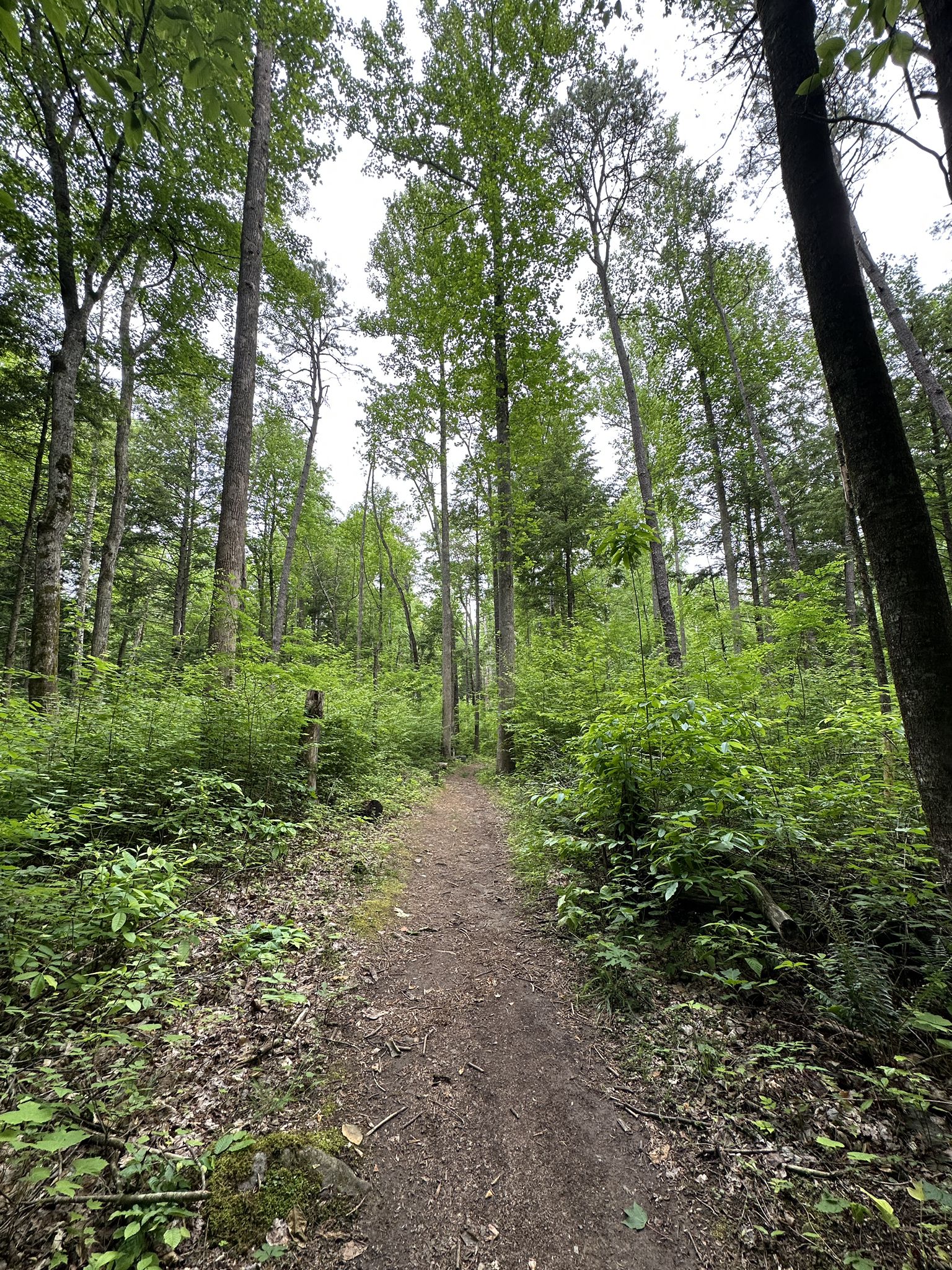 A dirt path winds through a dense, green forest under soft light. - Clingmans Dome Trail – Rainbow Falls loop from Gatlinburg