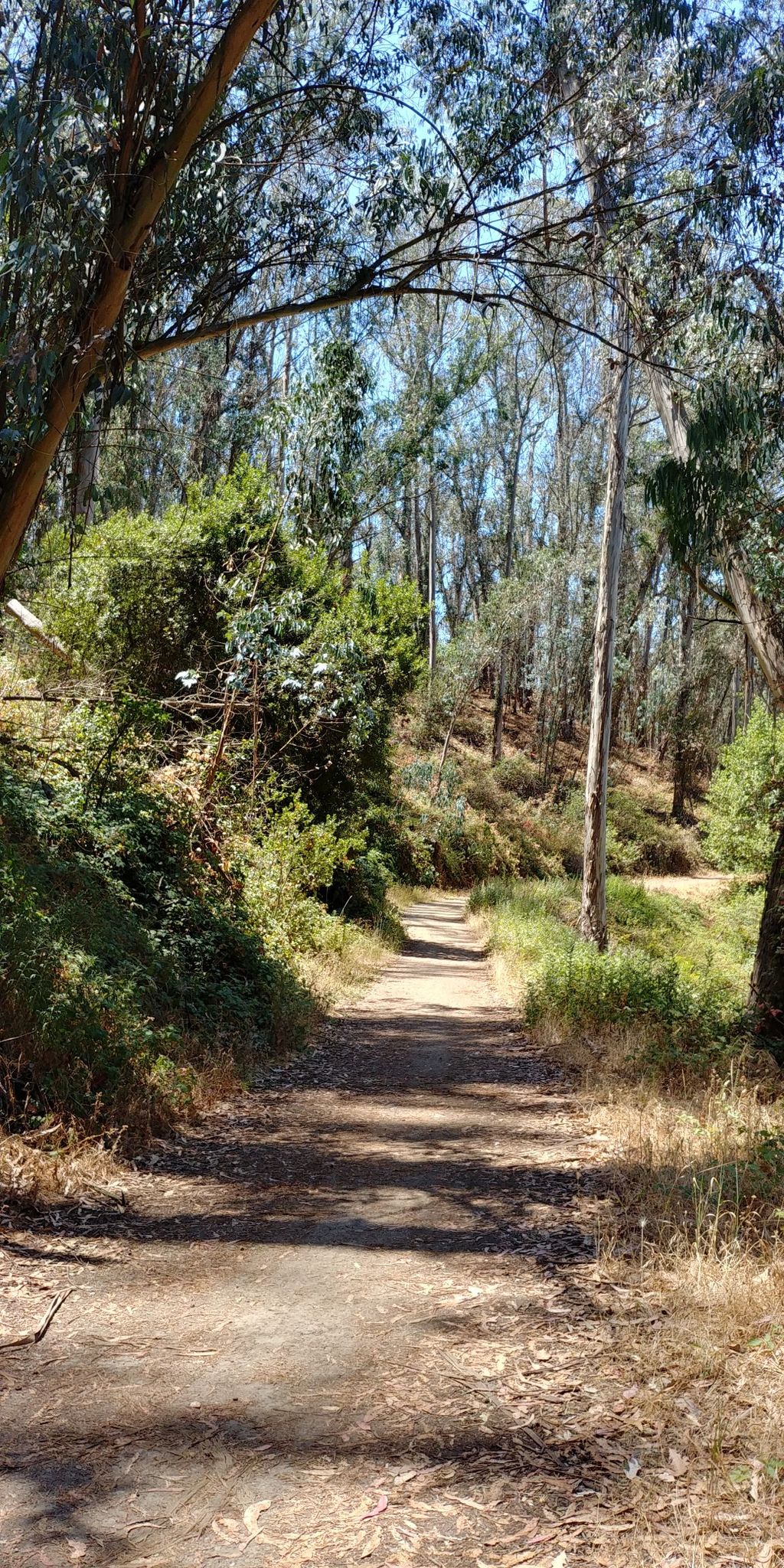 A narrow dirt path winds through a sun-dappled forest with tall trees. - Redtail and Brandon Trail Loop