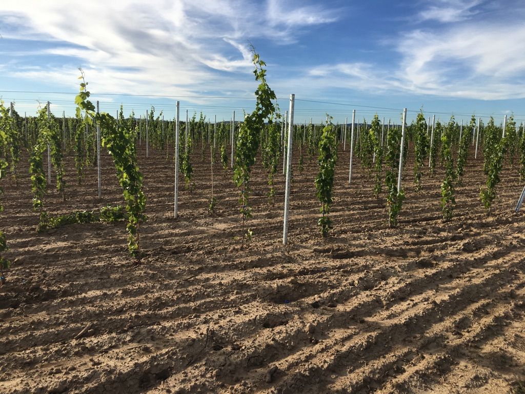 Neuer Wein