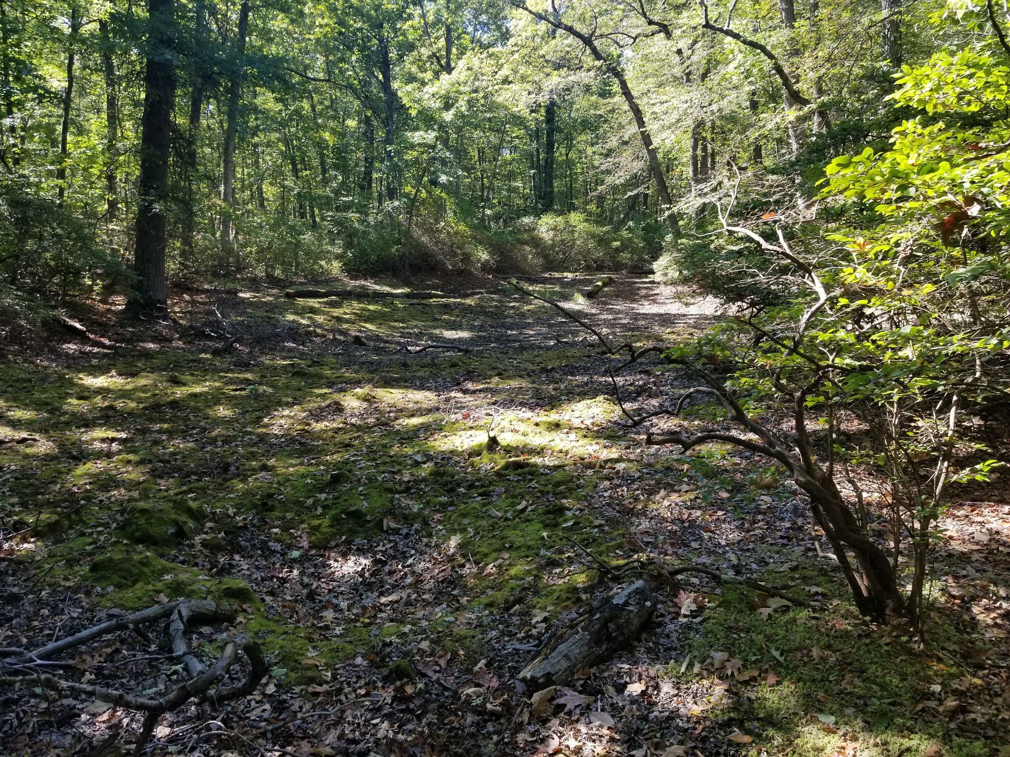 Dappled sunlight illuminates a mossy forest floor with fallen leaves and dense trees. - Ranger Trail Loop