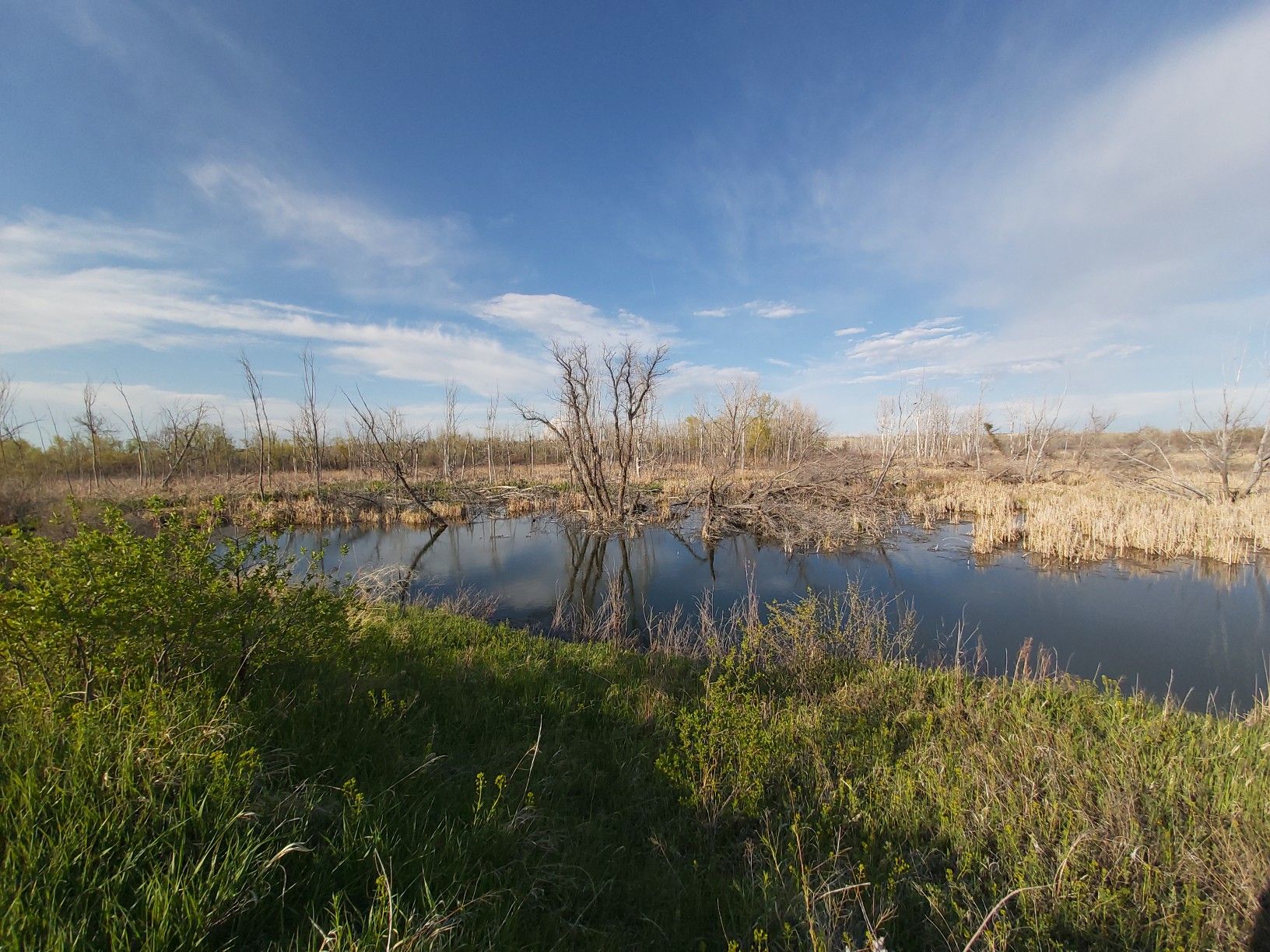 Wetland with bare trees reflecting in still water under a blue sky. - Cherry Creek Trail