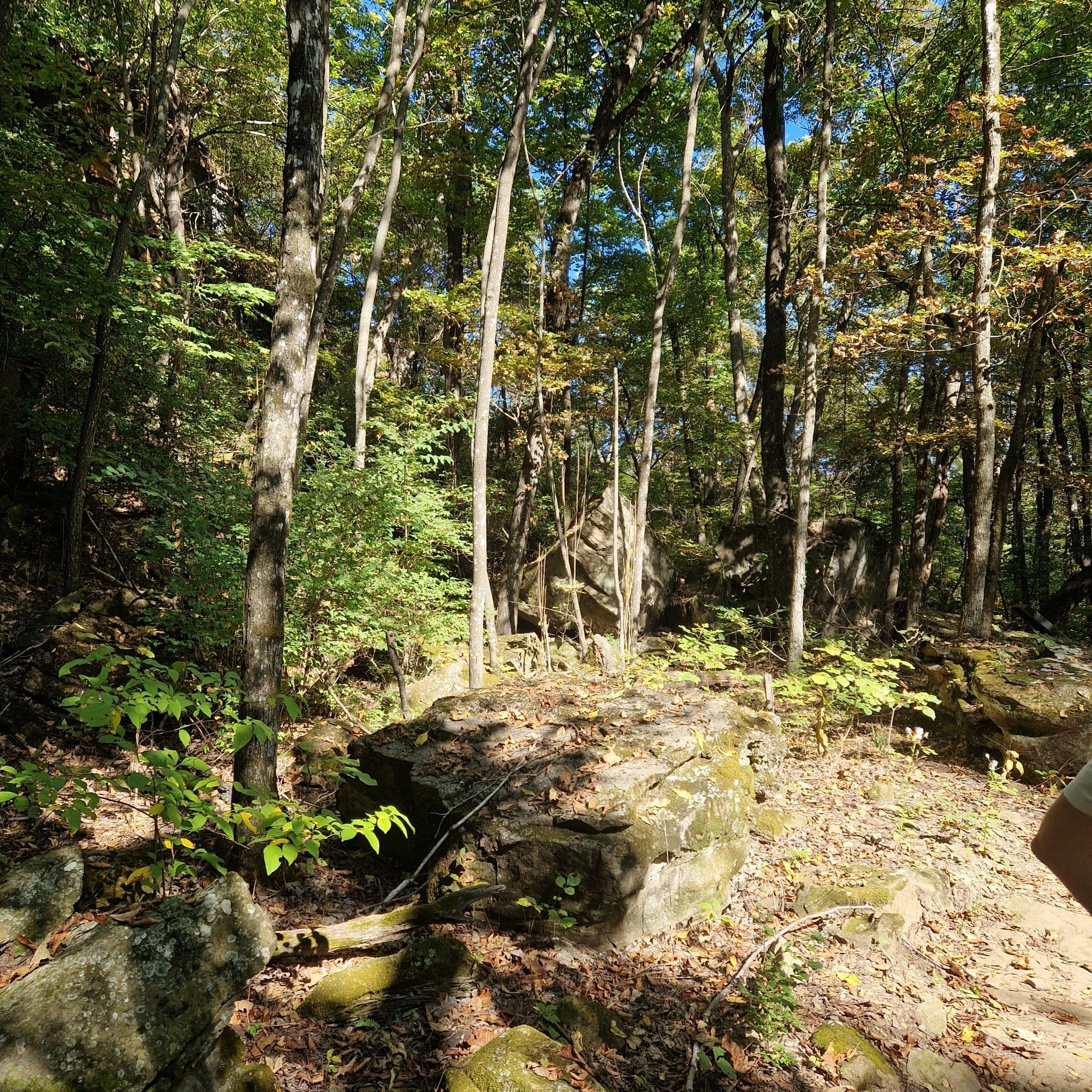Sunny forest floor with large mossy rocks and tall trees. - Mount Kessler and Crazy Mary Trail Loop