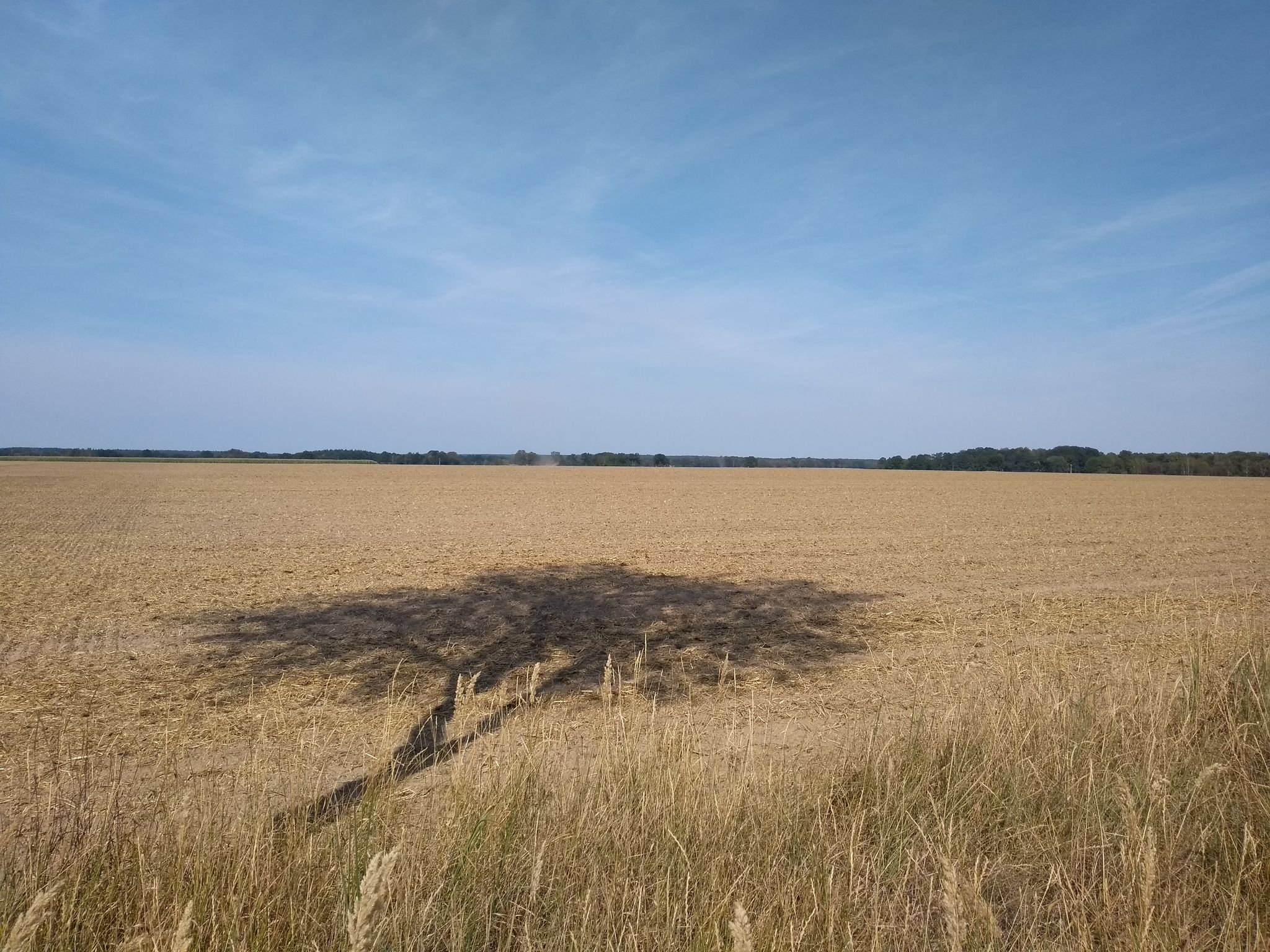 staubtrocken