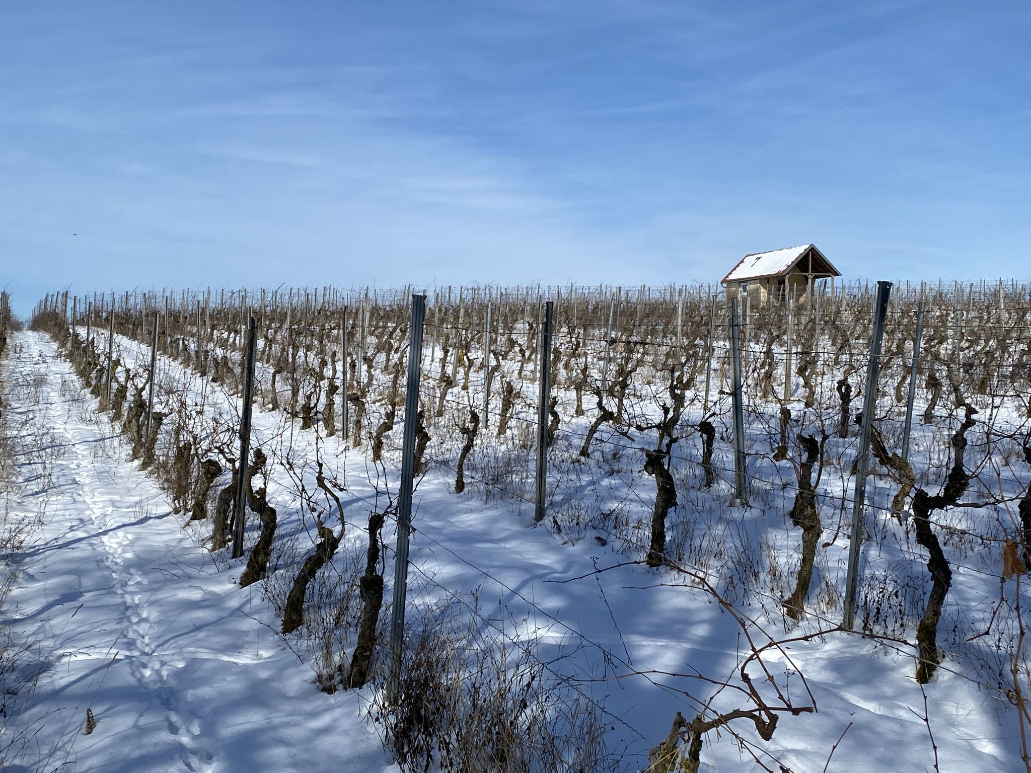 Weinberge bei Gerolzhofen