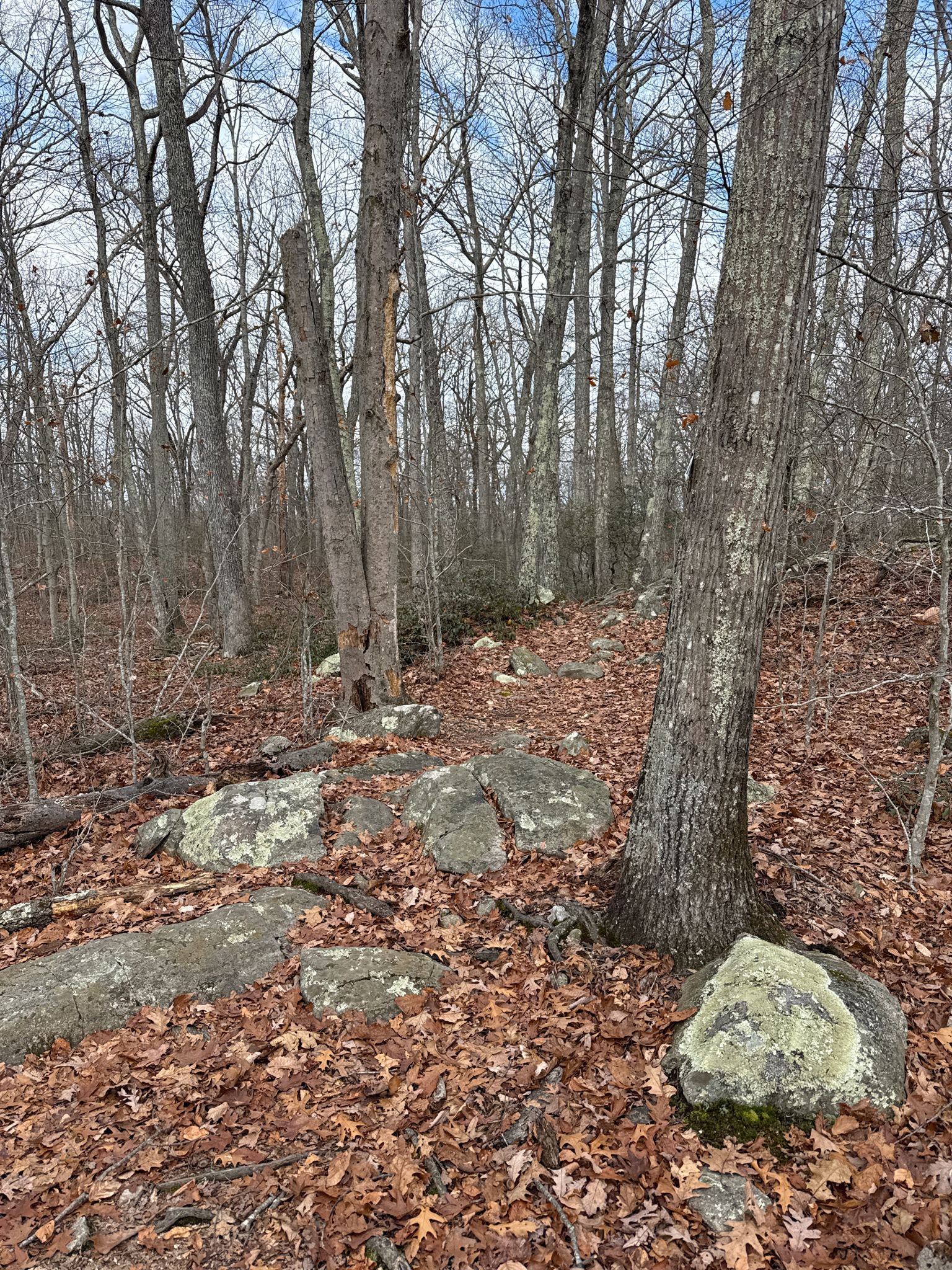 A rocky, leaf-covered forest floor with bare trees under an overcast sky. - Green, Red, & Yellow Trail loop