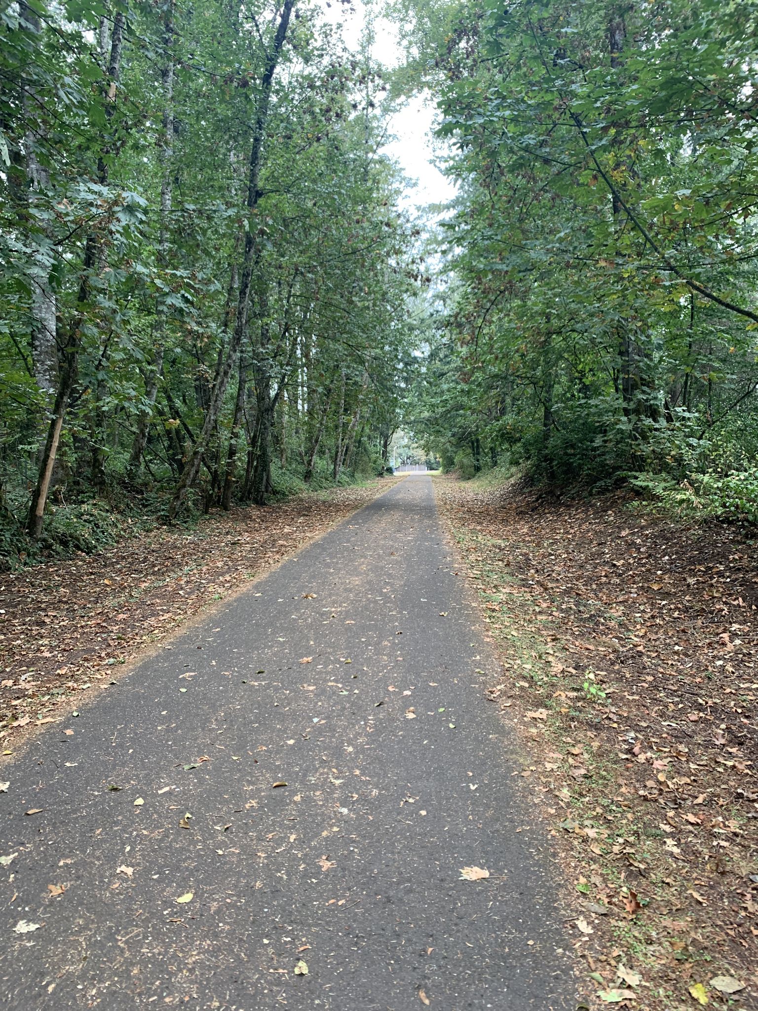 Paved path winding through a dense, green forest with fallen leaves. - Canby Logging Road Trail