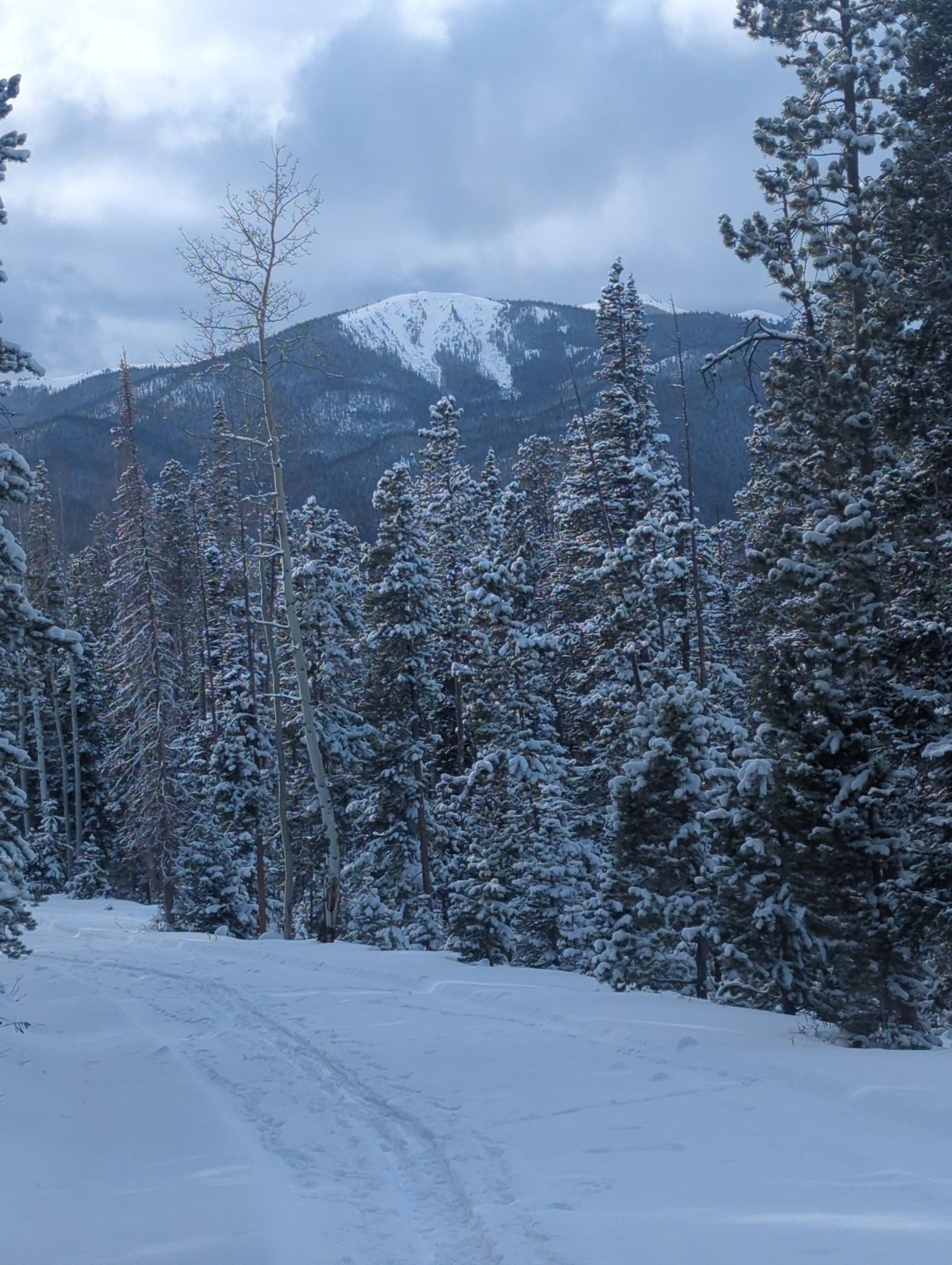 Snowy forest with ski tracks leading towards a distant snow-capped mountain under cloudy skies. - Fraser River Trail – Fraser loop from Fraser