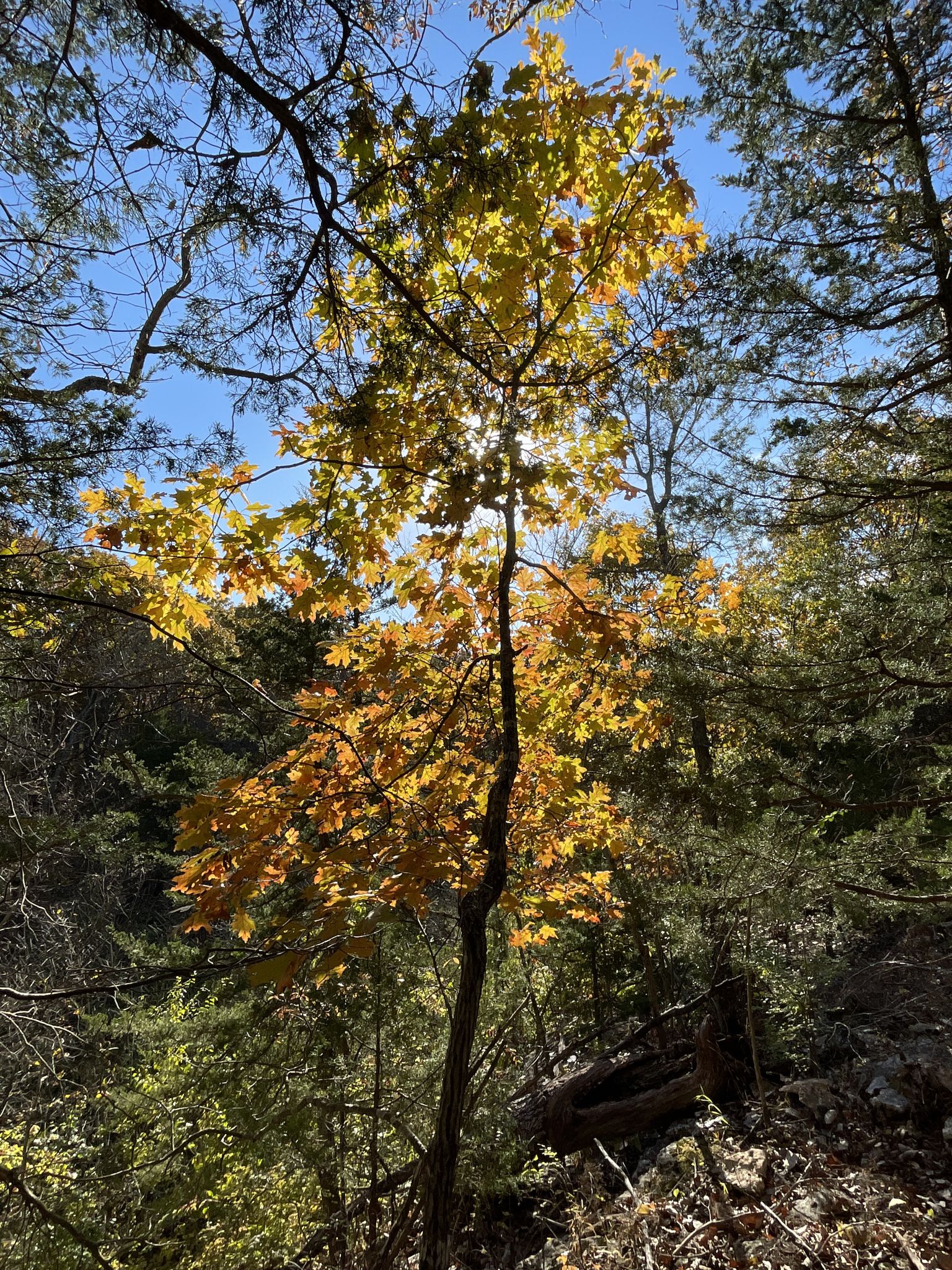 Sun shines through a vibrant yellow autumn tree in a dense forest. - Columbine Loop