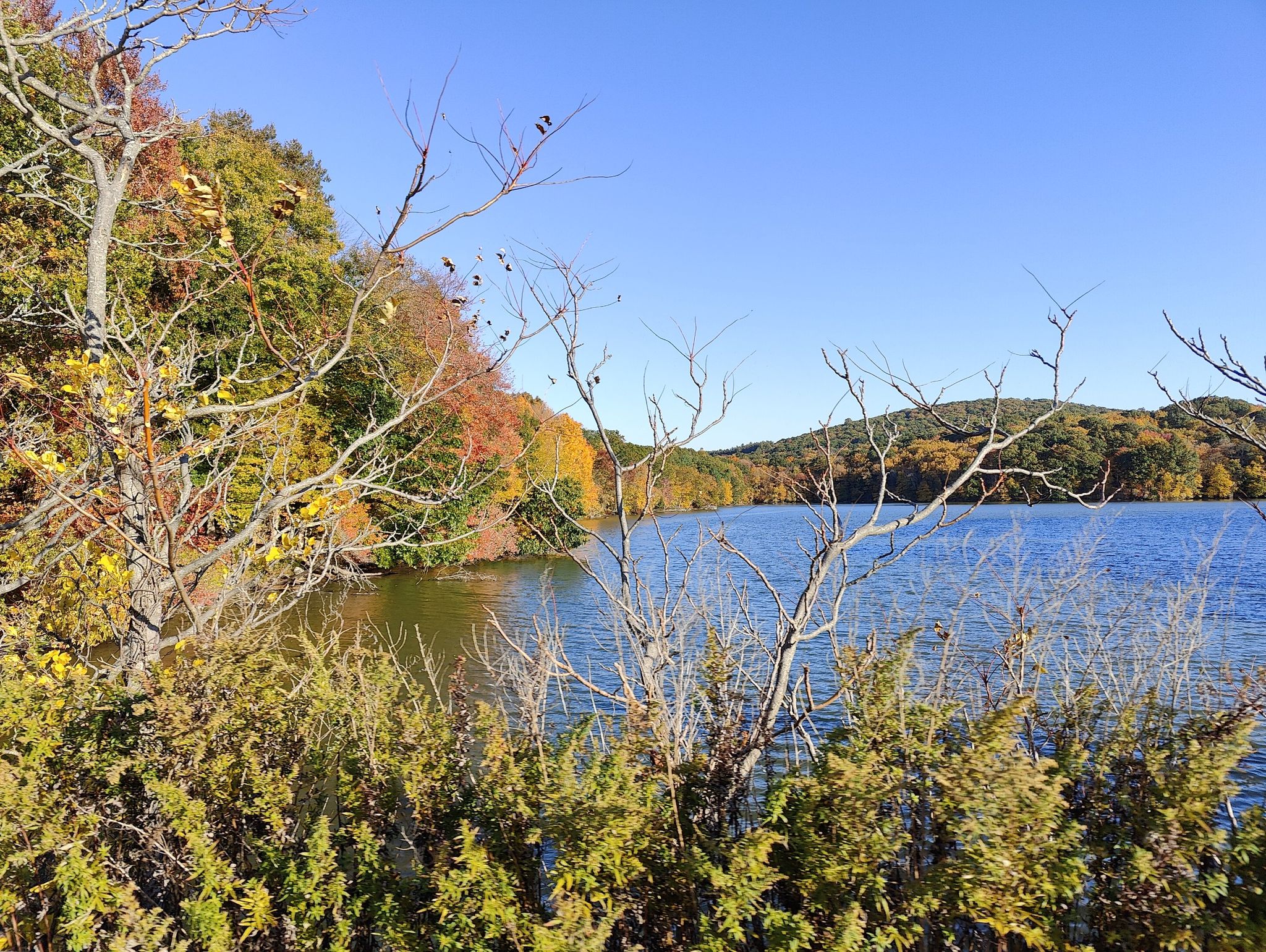 Vibrant autumn trees frame a calm lake under a clear sky. - Titicus Reservoir South Side – Cross River Reservoir loop from Port Chester
