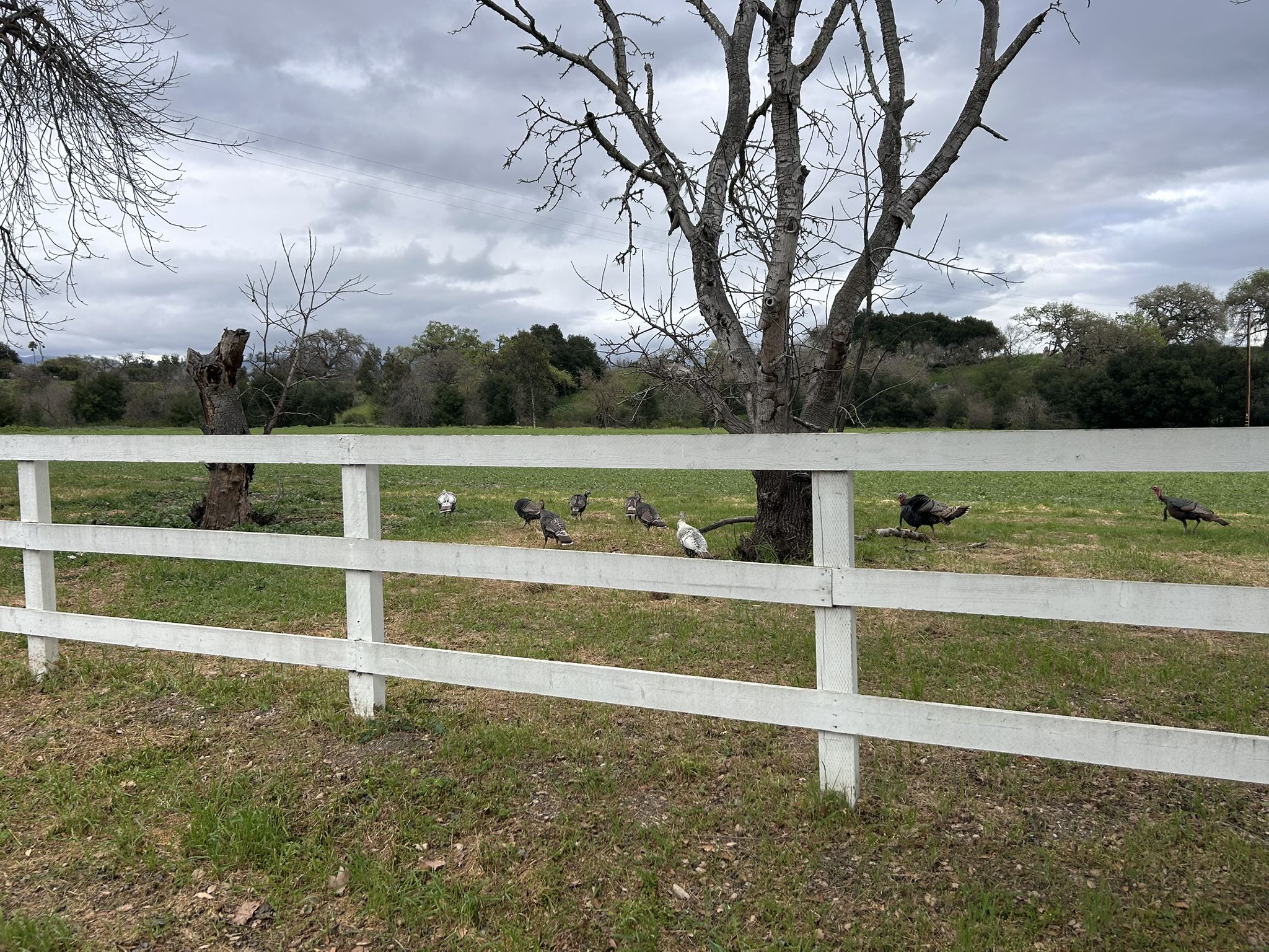 Several turkeys in a grassy field behind a white fence on a cloudy day. - Solvang – Blackjack Winery loop from Santa Ynez