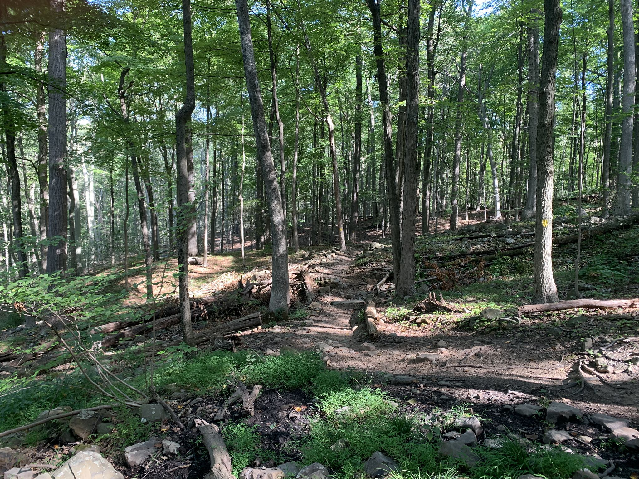 Uphill dirt path winding through a dense, sunlit forest. - Lenape and Rahway Trail Loop