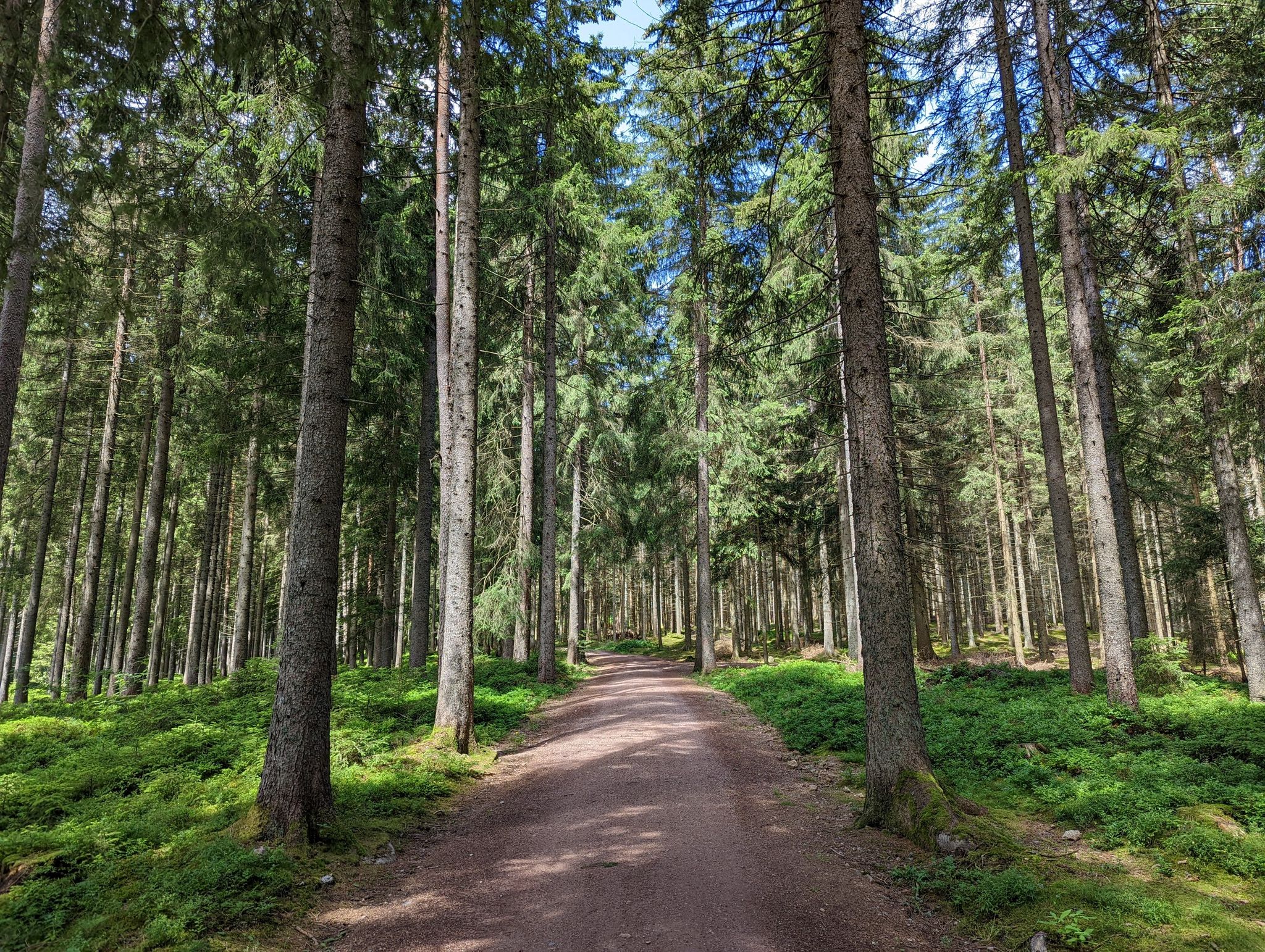 Waldweg zwischen "Auf dem Höchst" und Höchstberg