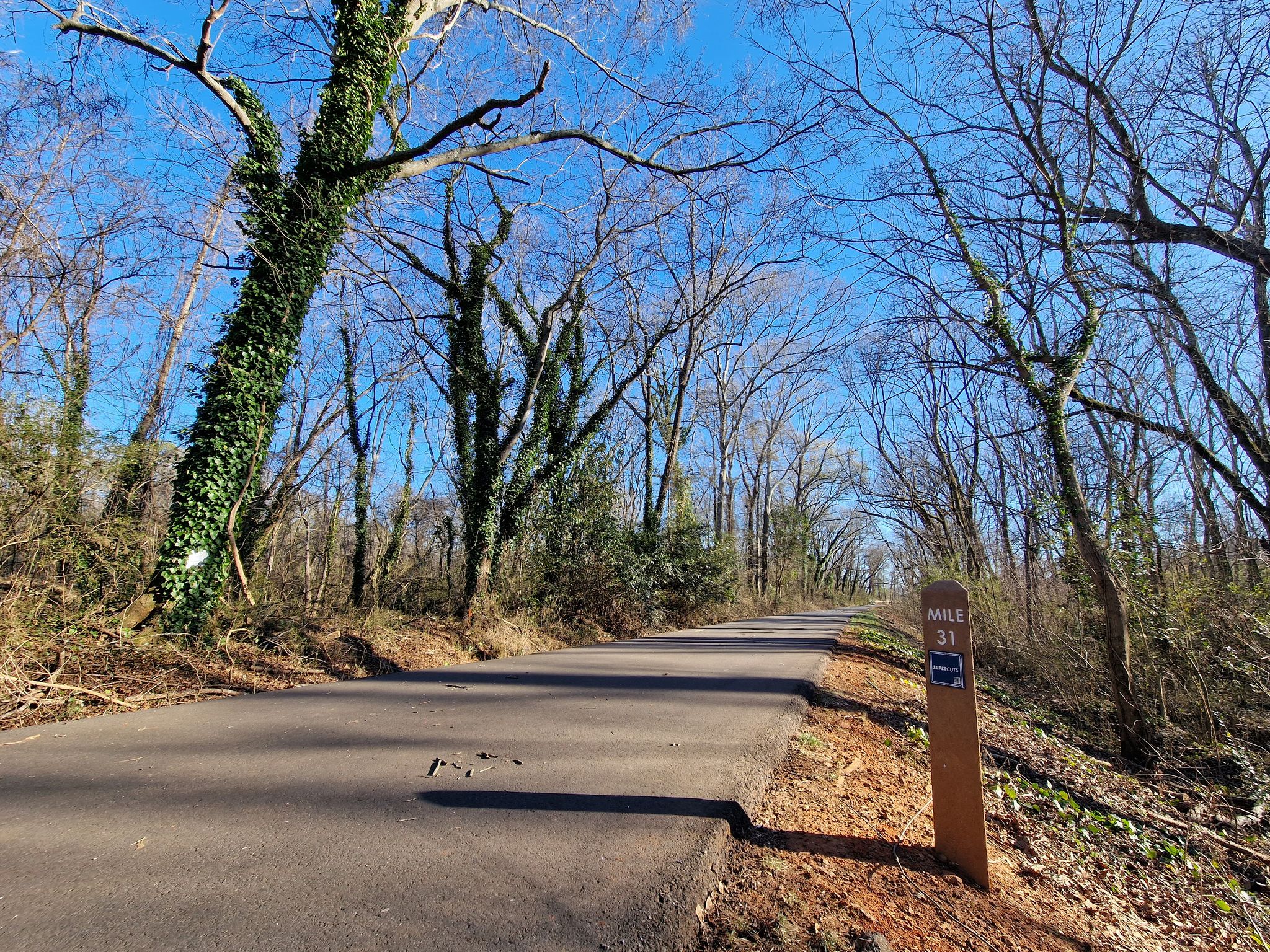 Paved path winding through bare trees and green ivy on a sunny day. - Swamp Rabbit Tram Trail – Swamp Rabbit Trail loop from Greenville