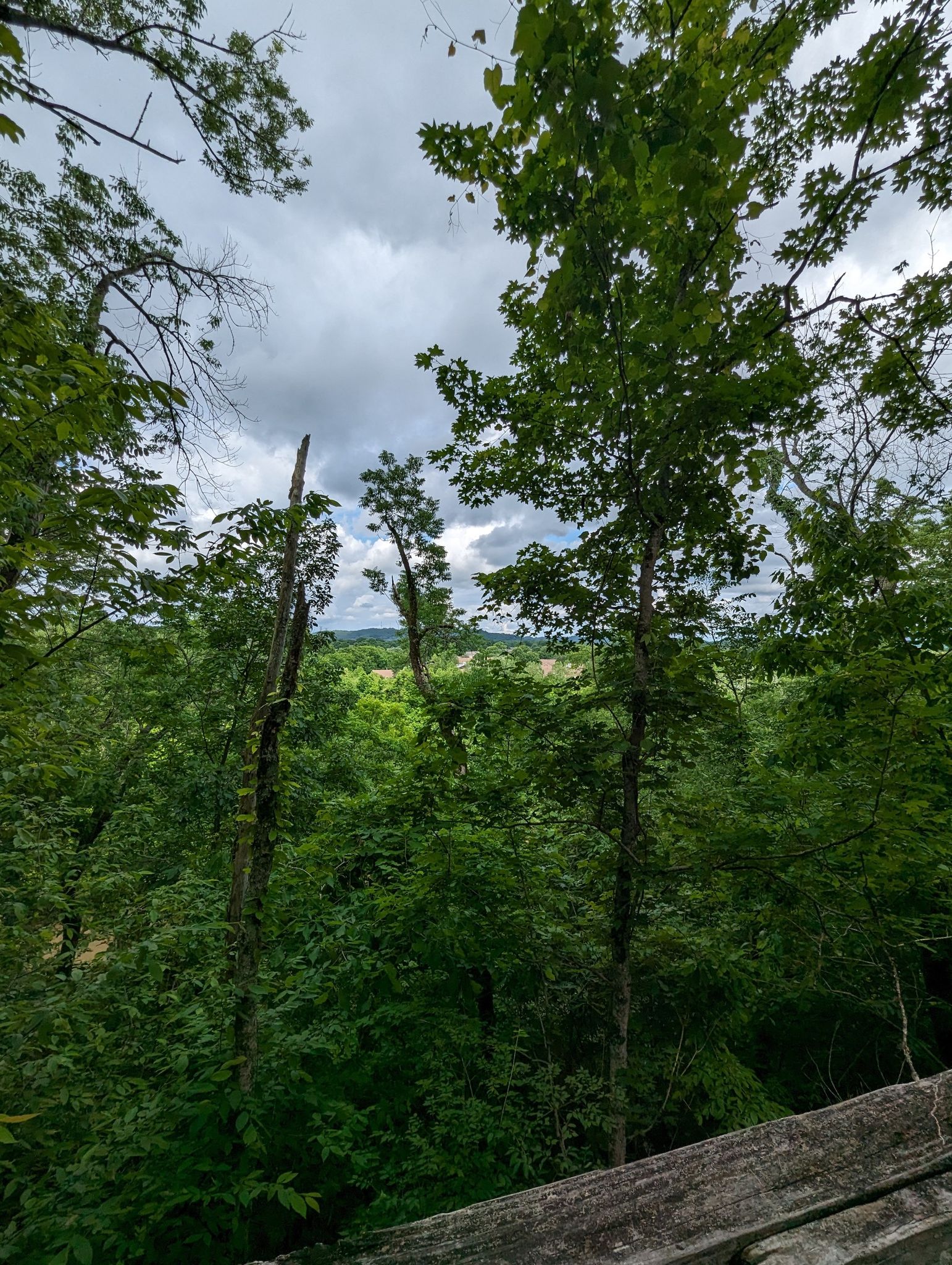 View over a dense green forest and rolling hills under a cloudy sky. - Harpeth River Greenway loop from Bellevue