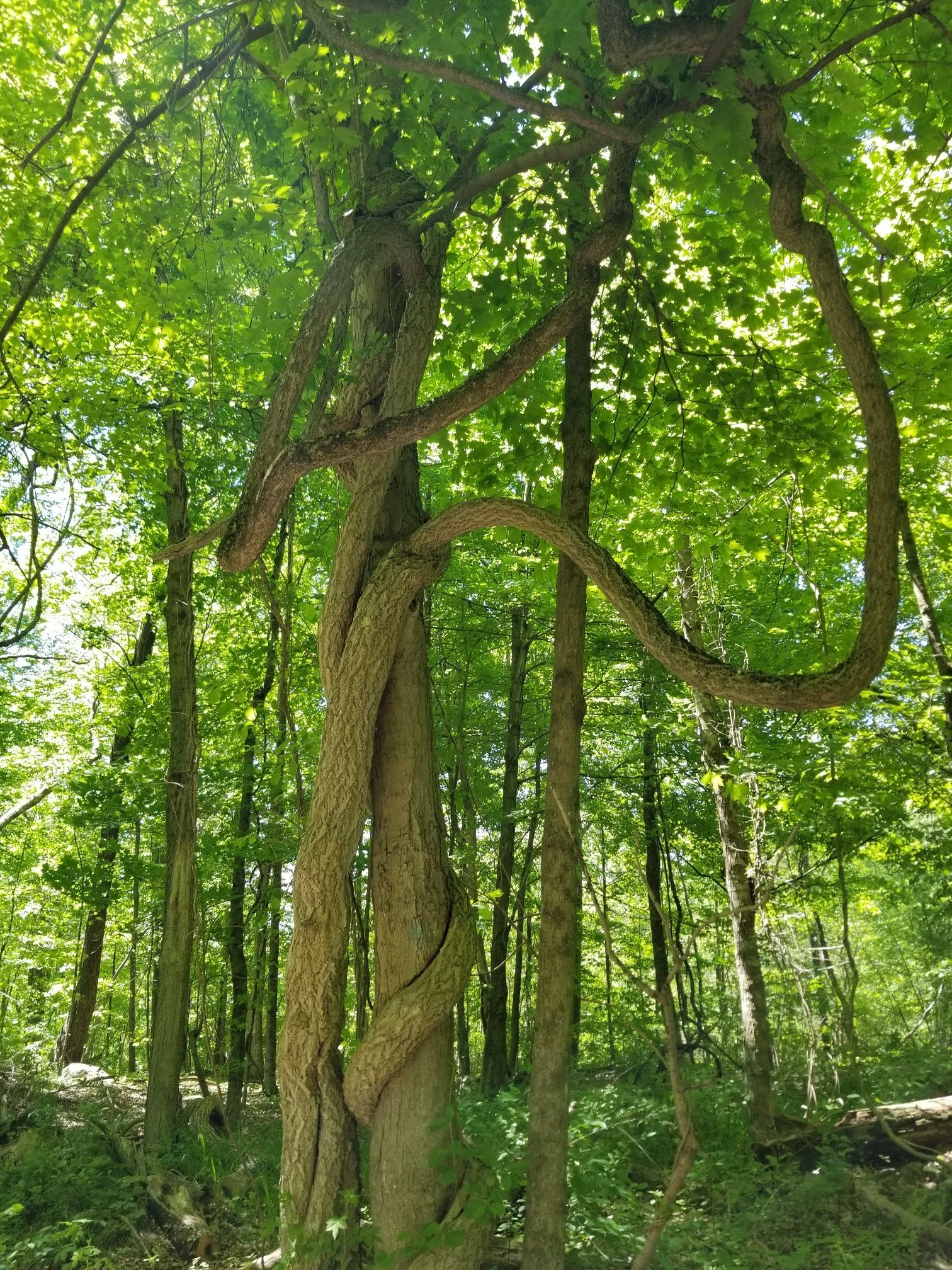 vine