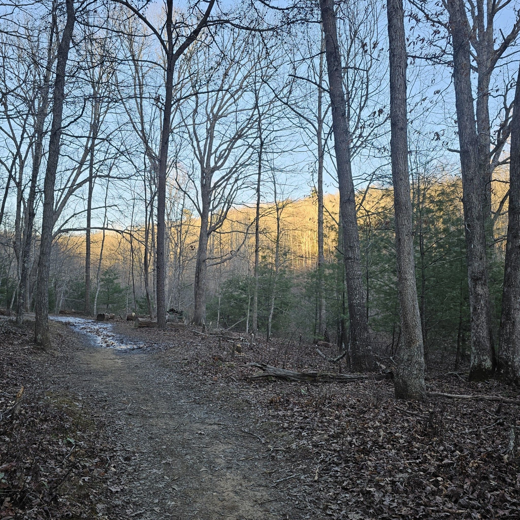 Forest path with bare trees, leading to a distant sunlit hill. - Prickley Pear, Queen Anne, May Apple, Poverty Creek, and Royale Loop