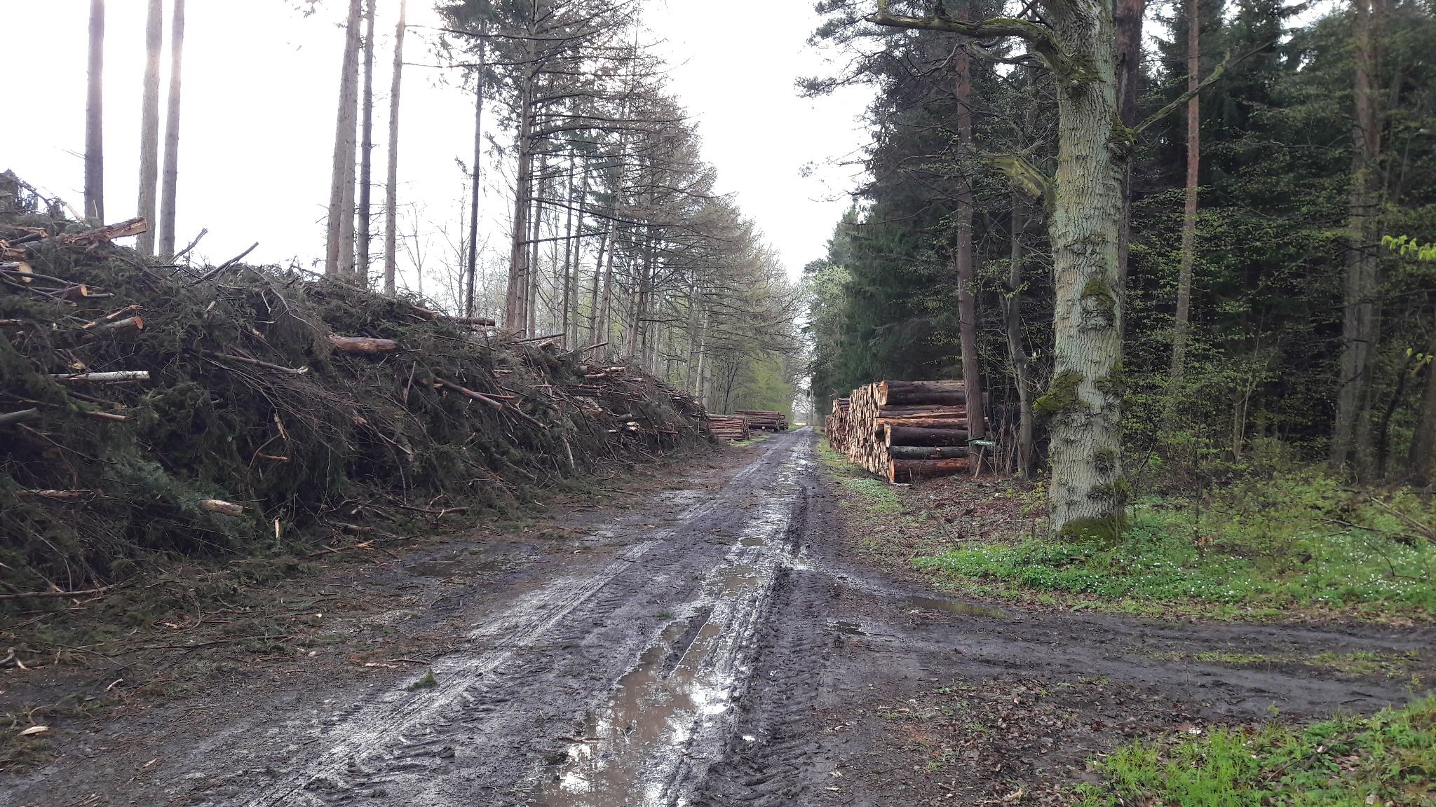 steinmocker wald