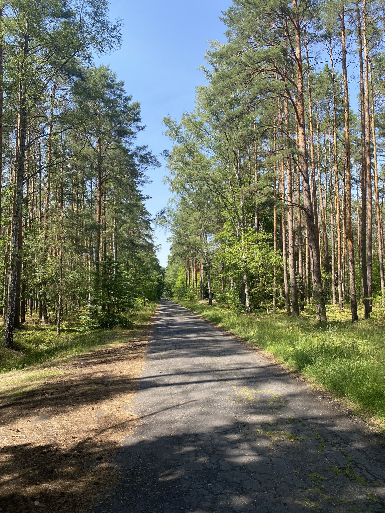 Eichen und Kiefernwald