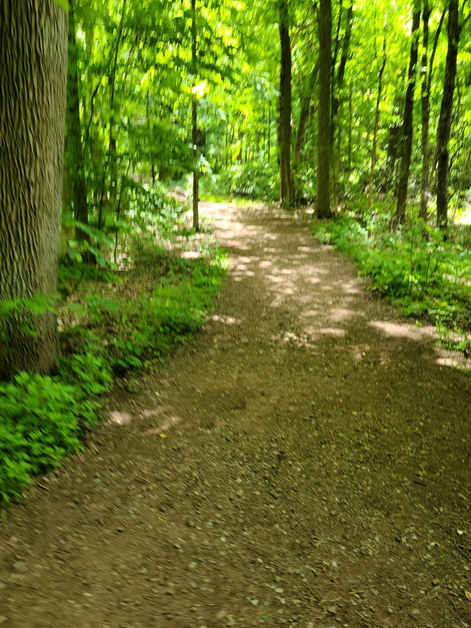 A sun-dappled dirt path winds through a lush green forest. - Rahway Trail