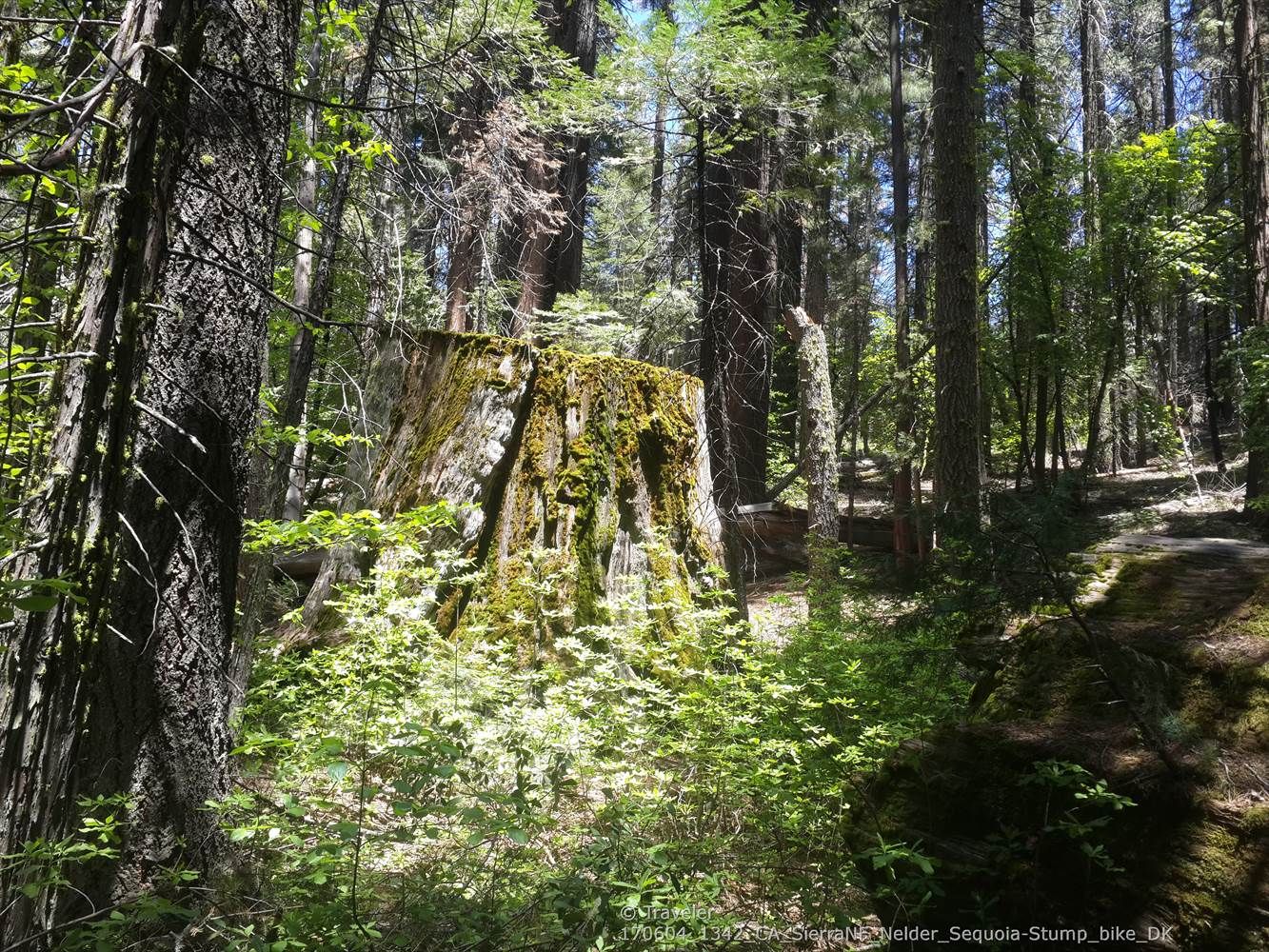 Large mossy tree stump in a sun-dappled forest with tall trees. - Bull Buck and Chimney Trail Loop