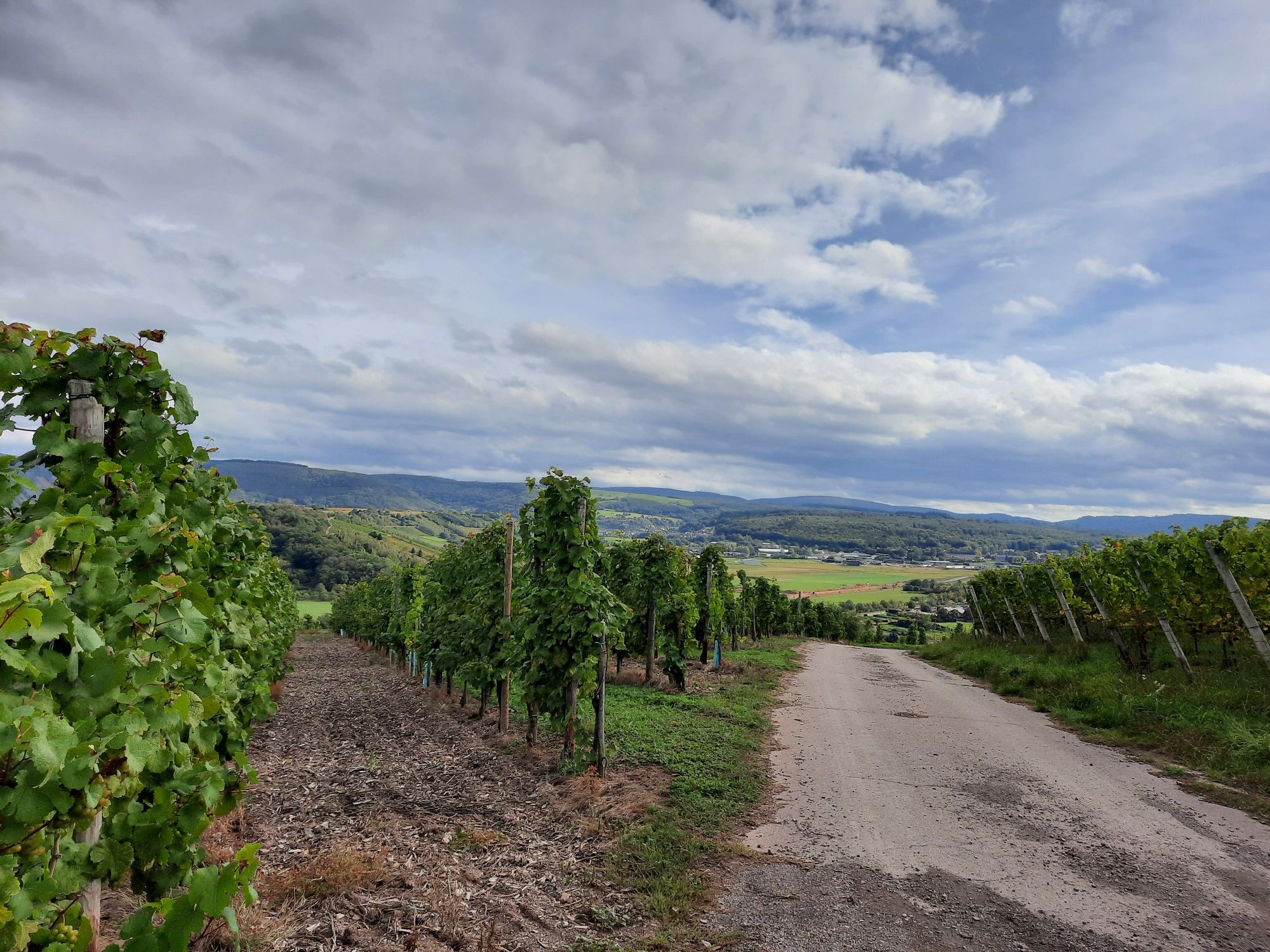 Durch den Weinberg wieder runter