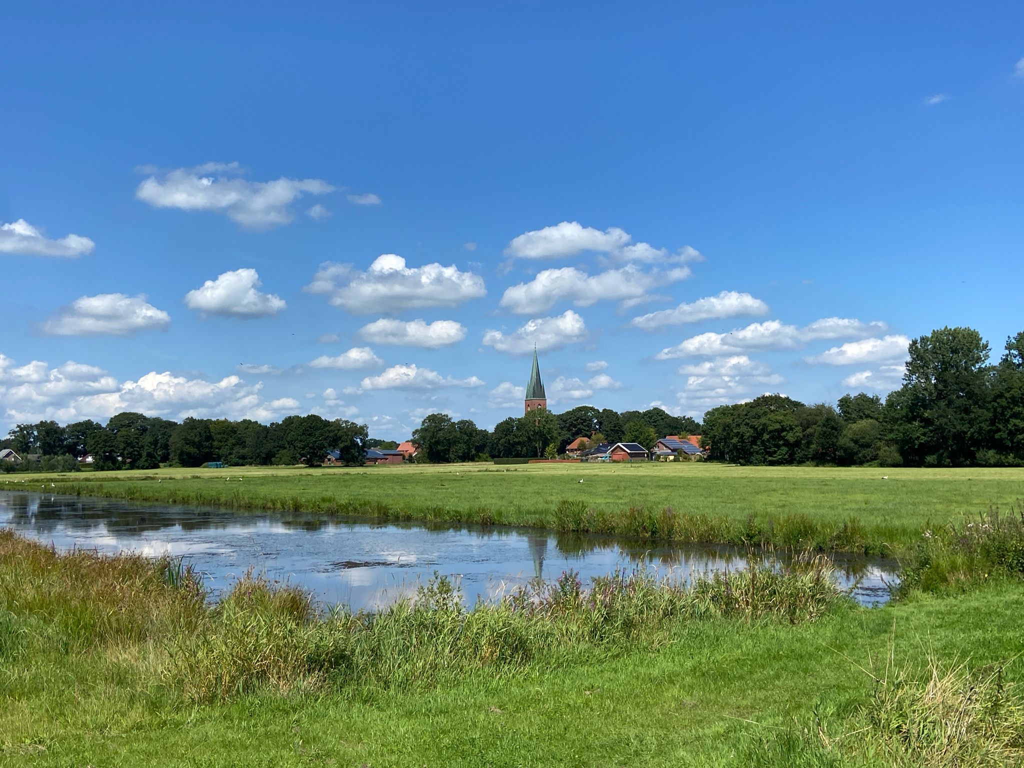 14 Störche am Vorfluter und Kirche St. Georg im Hintergrund