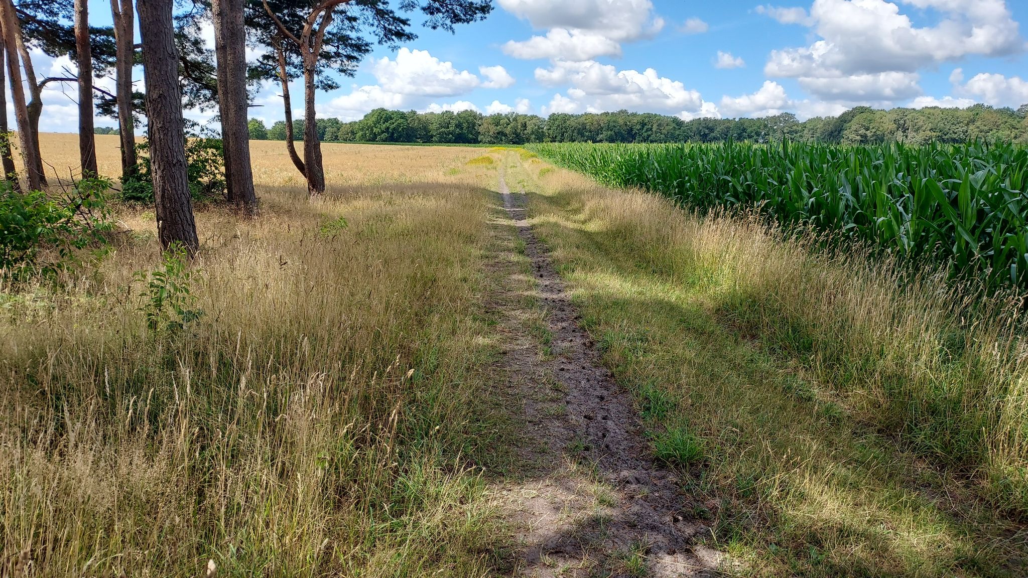 Feldweg 