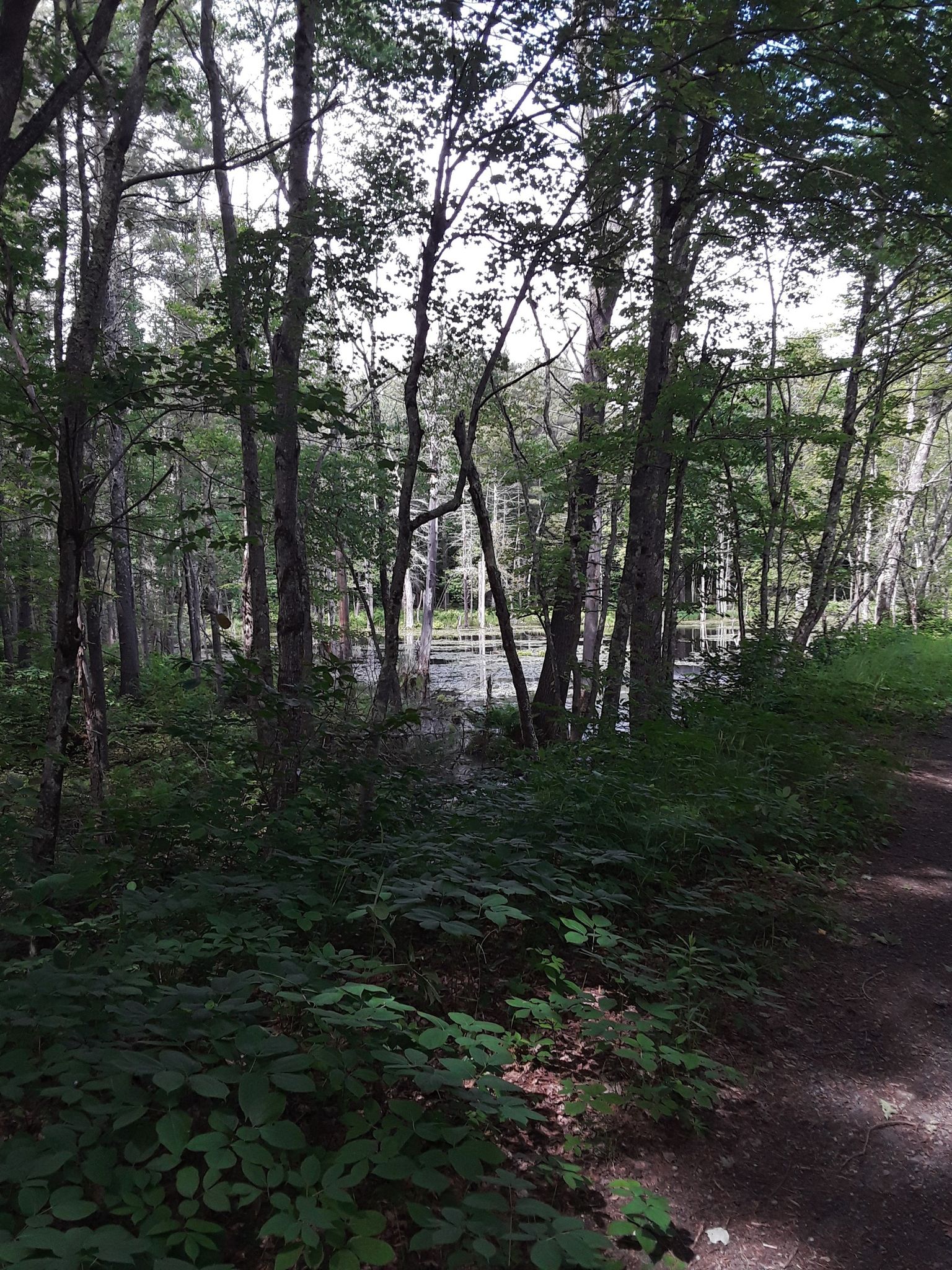 Dense forest with dark undergrowth, revealing a glimpse of water. - Clark Pond – Emerson’s Mill Pond loop from Auburn