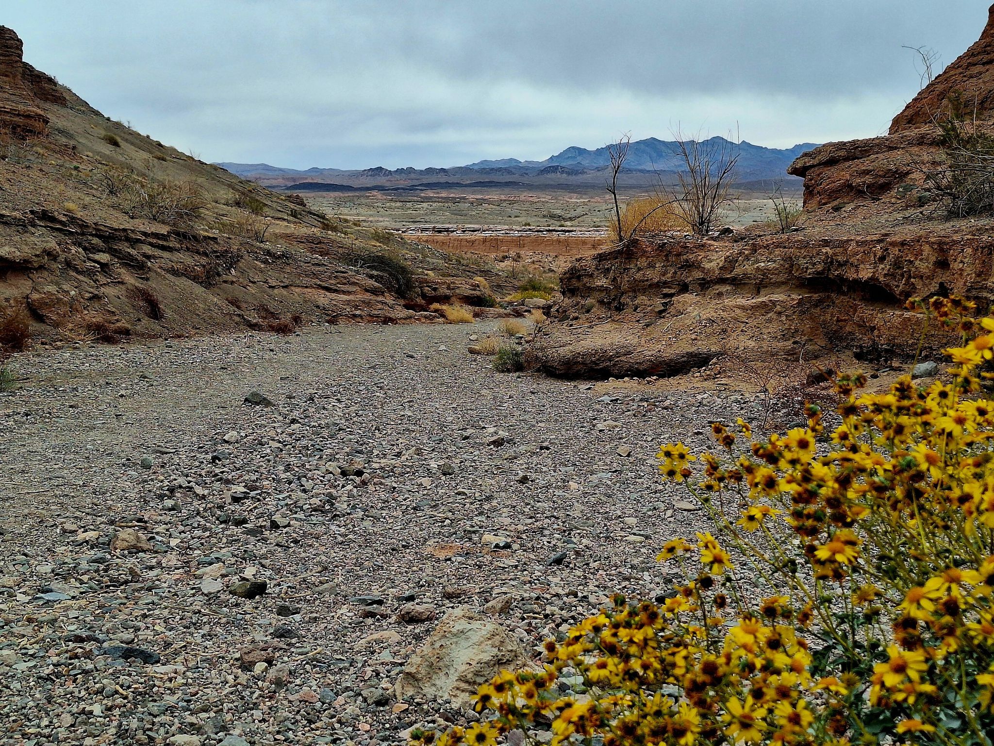Dry desert wash with yellow flowers under an overcast sky. - White Owl Canyon Trail