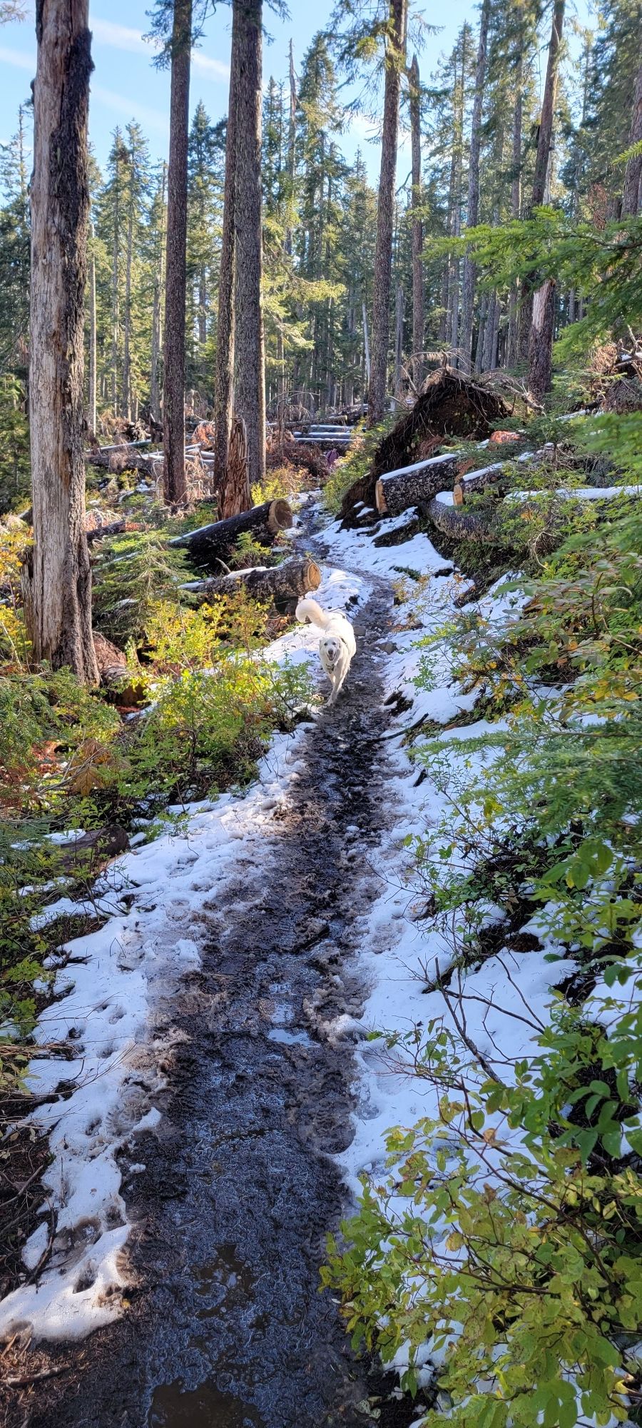 A sunlit, snowy forest trail winding through tall trees and green plants. - Top Spur and Bald Mountain Loop