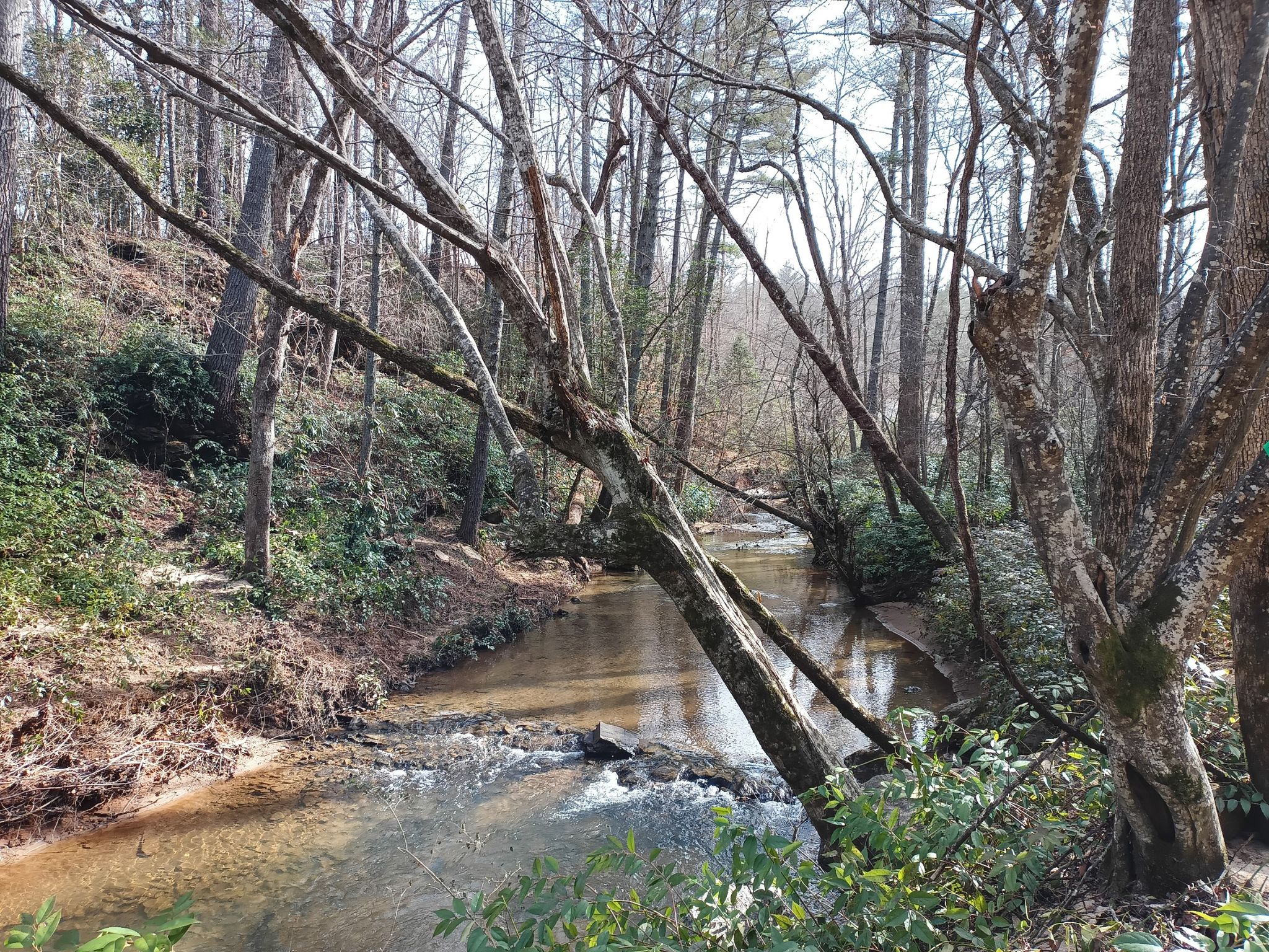 A narrow stream flows through a sunlit, bare-branched forest. - Valdese Greenway