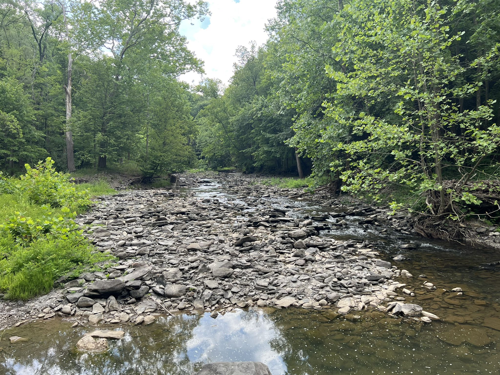 Bright view of a rocky streambed with shallow water, surrounded by green forest. - Mulholland Wildflower Preserve loop from Ithaca