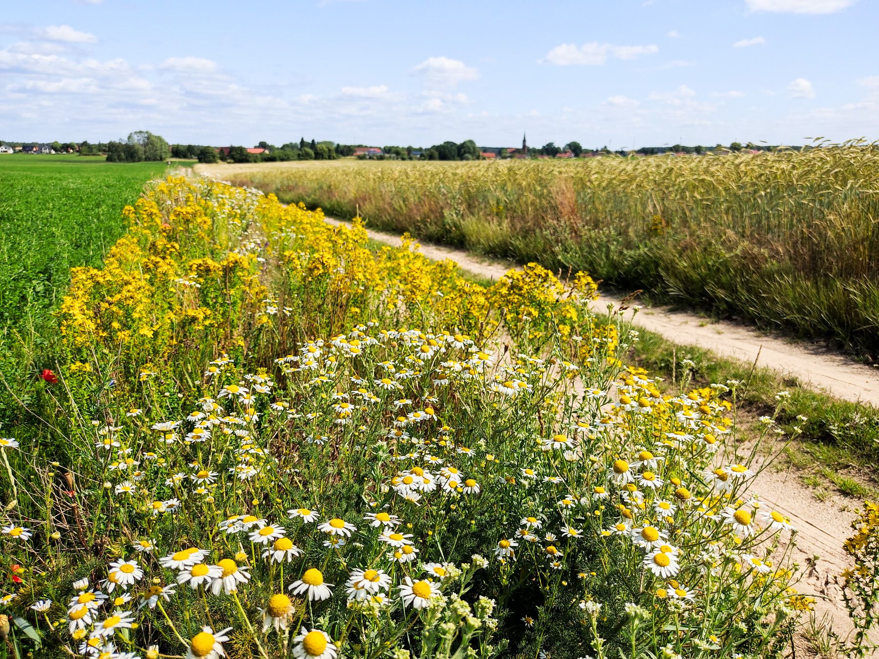 Feldweg zum Röddelinsee
