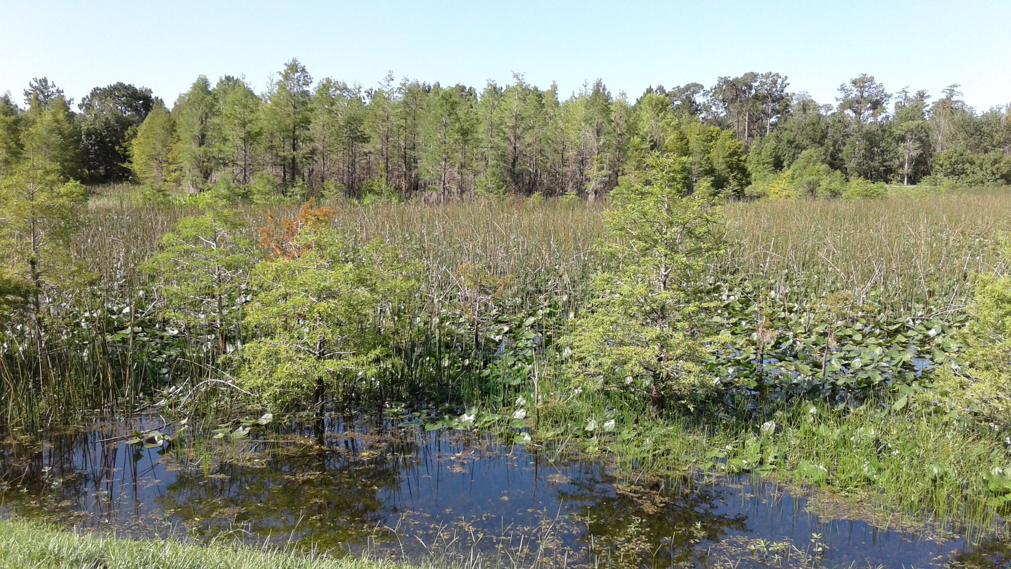 Sunny wetland with cypress trees, lily pads, and tall green grasses. - Shingle Creek Trail and Lake Fran Trail Loop