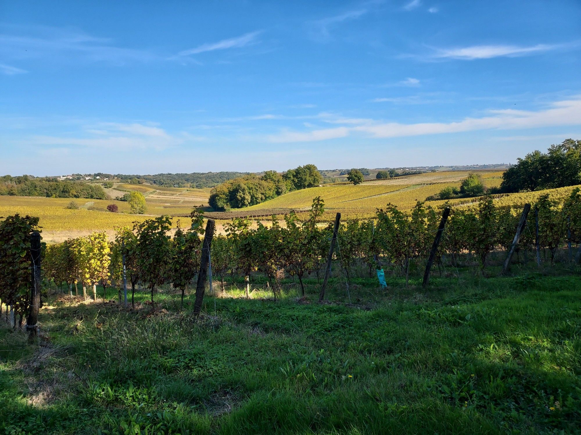 vignes dans les couleurs d'automne
