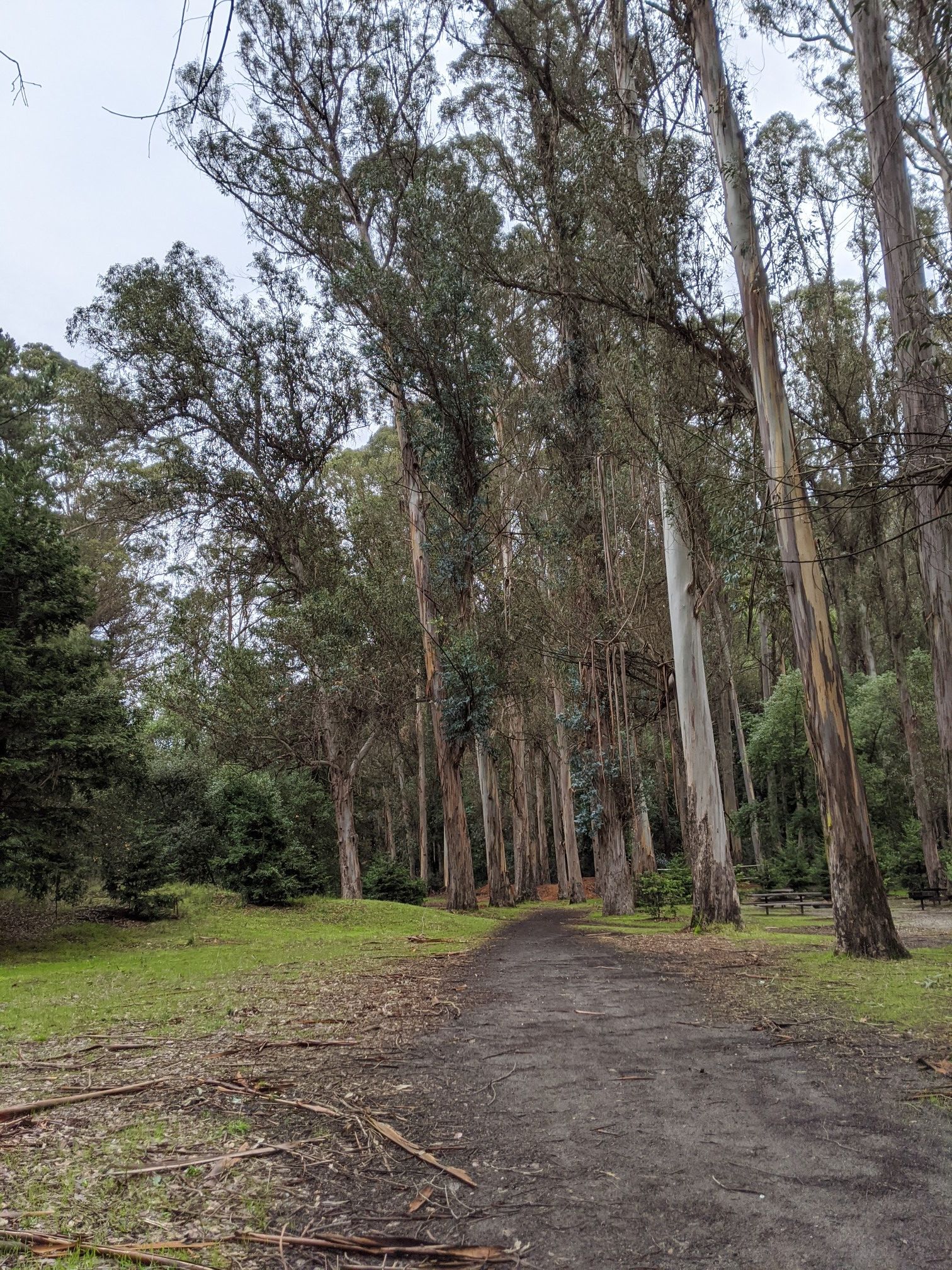 A dirt path leads through a forest of tall trees under an overcast sky. - Laurel Loop, Kennedy Creek, and Black Oak Trail