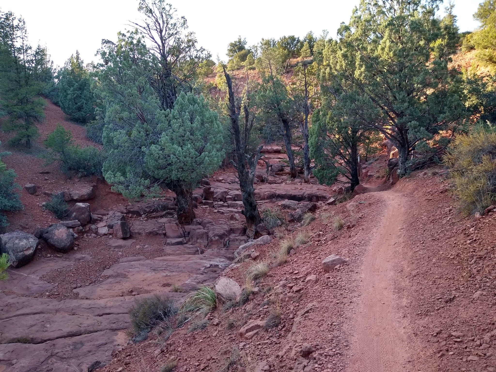 A narrow dirt trail alongside a dry, rocky creek bed and trees. - Adobe Jack, Coyote, and Crusty Loop