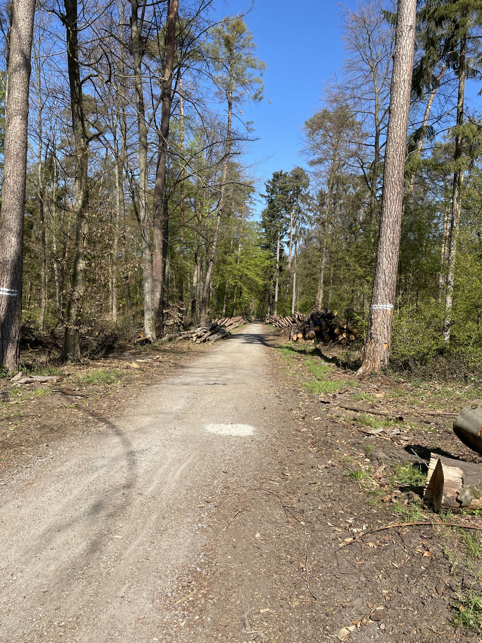 Der Spöcker Wald 🌳 