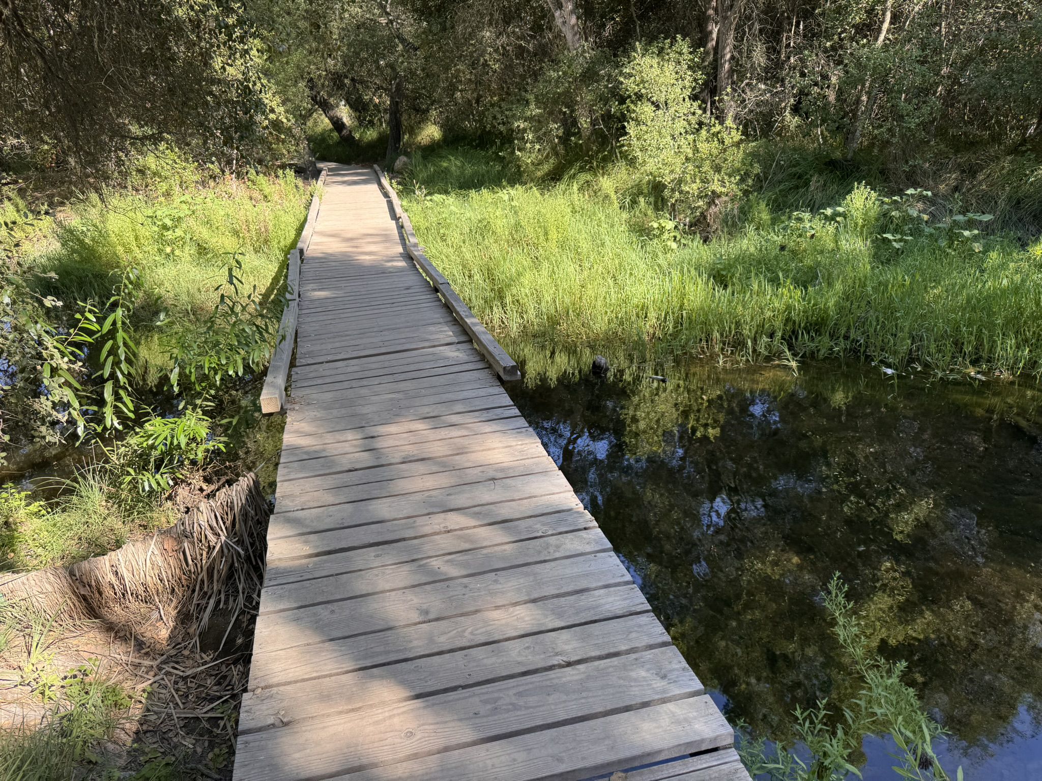 A wooden boardwalk over dark water, surrounded by lush green vegetation. Sunny. - Peñasquitos Creek Crossing loop from Mira Mesa